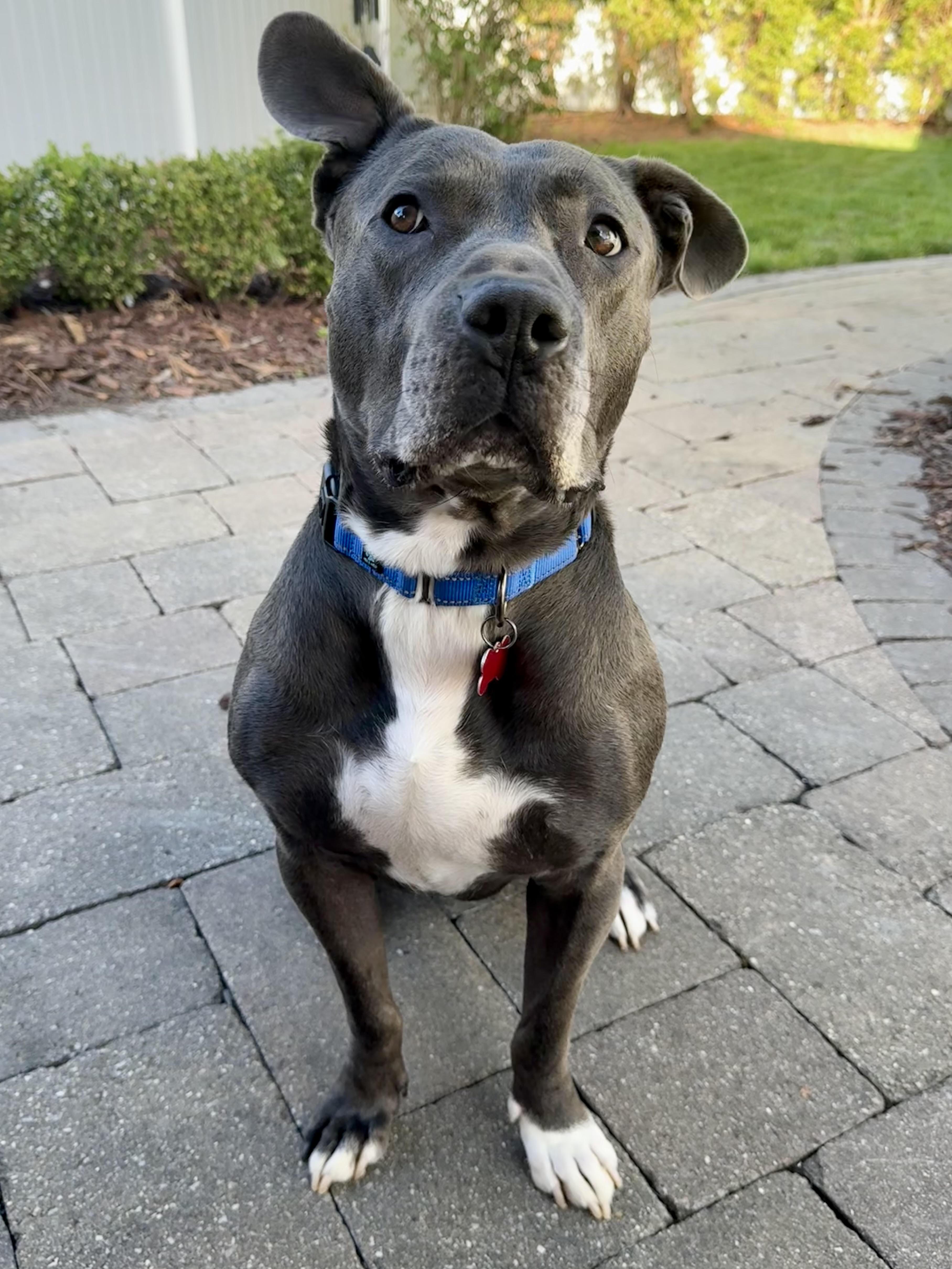 Enlarge Sweet Scottie, a Adoptable mixed breed in Northville, MI image 5/6