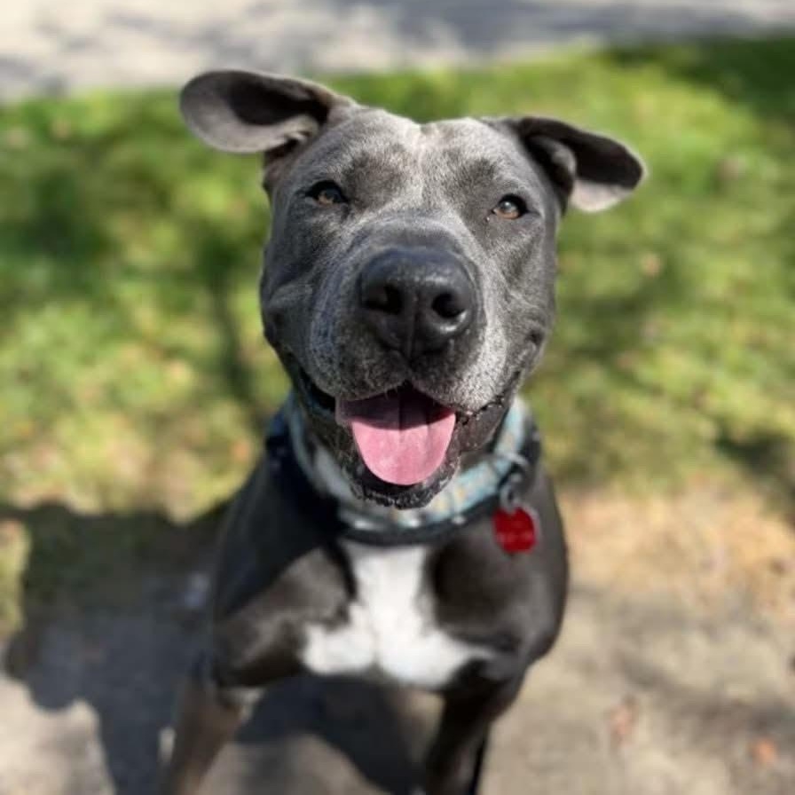 Enlarge Sweet Scottie, a ADOPTABLE mixed breed in Northville, MI image 4/6