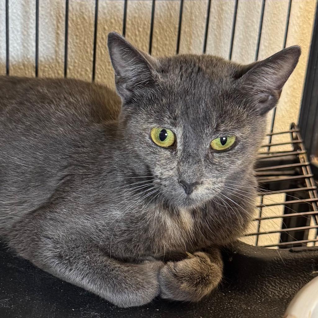 Molly, Adoptable, Young Female Domestic Short Hair.