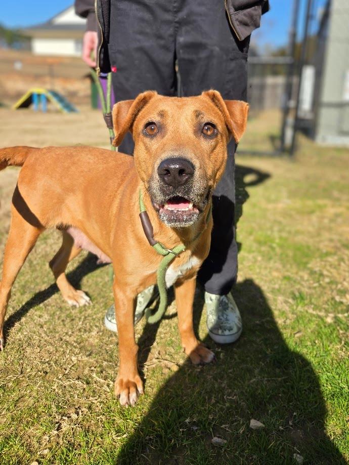 Enlarge Princess, a Adoptable mixed breed in Douglasville, GA image 1/3