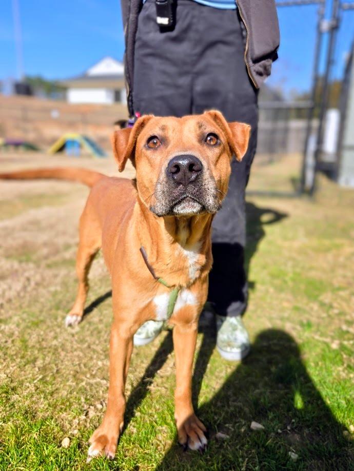 Enlarge Princess, a Adoptable mixed breed in Douglasville, GA image 2/3