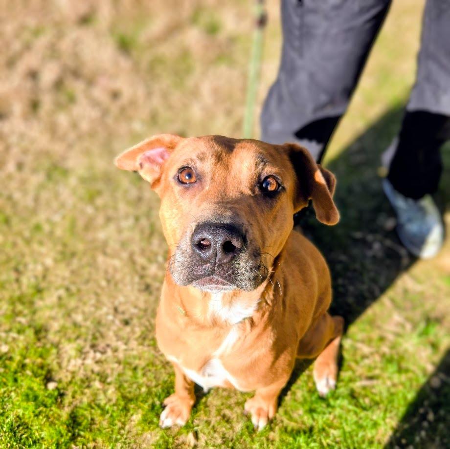 Enlarge Princess, a Adoptable mixed breed in Douglasville, GA image 3/3