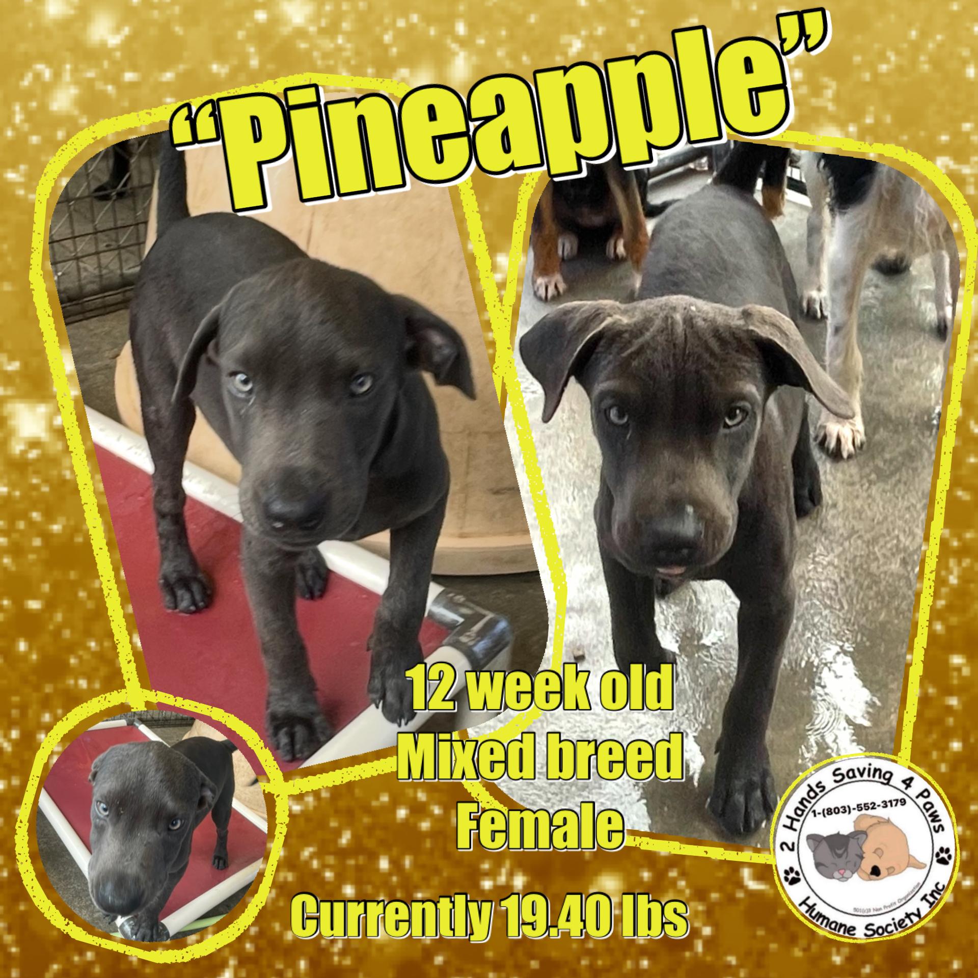 Pineapple