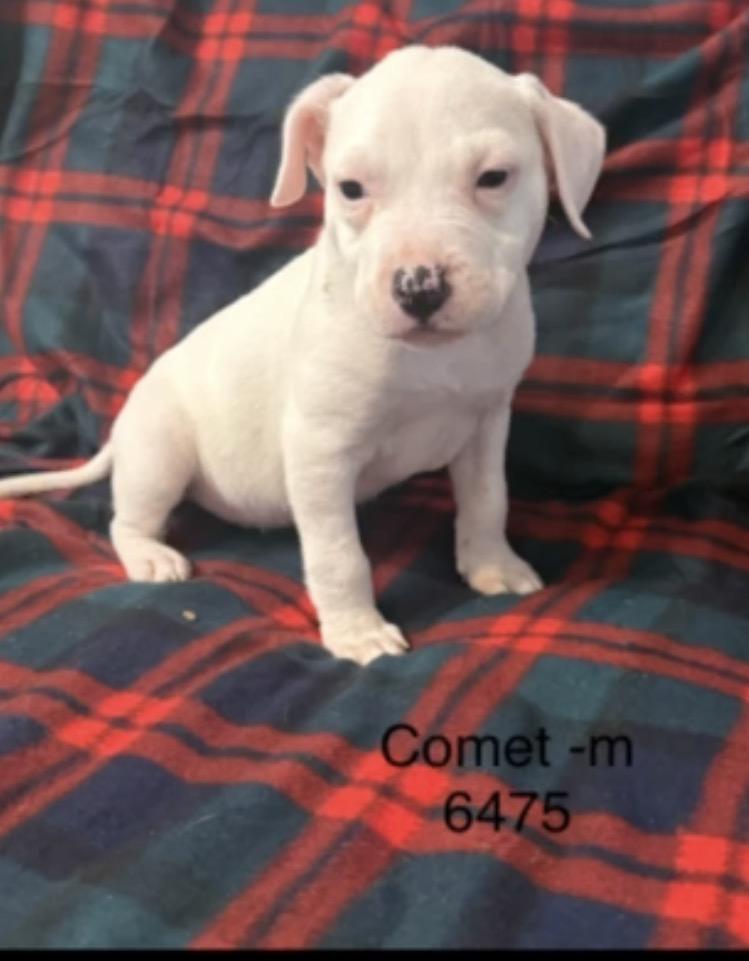 Comet , adopted, Puppy Male American Staffordshire Terrier.