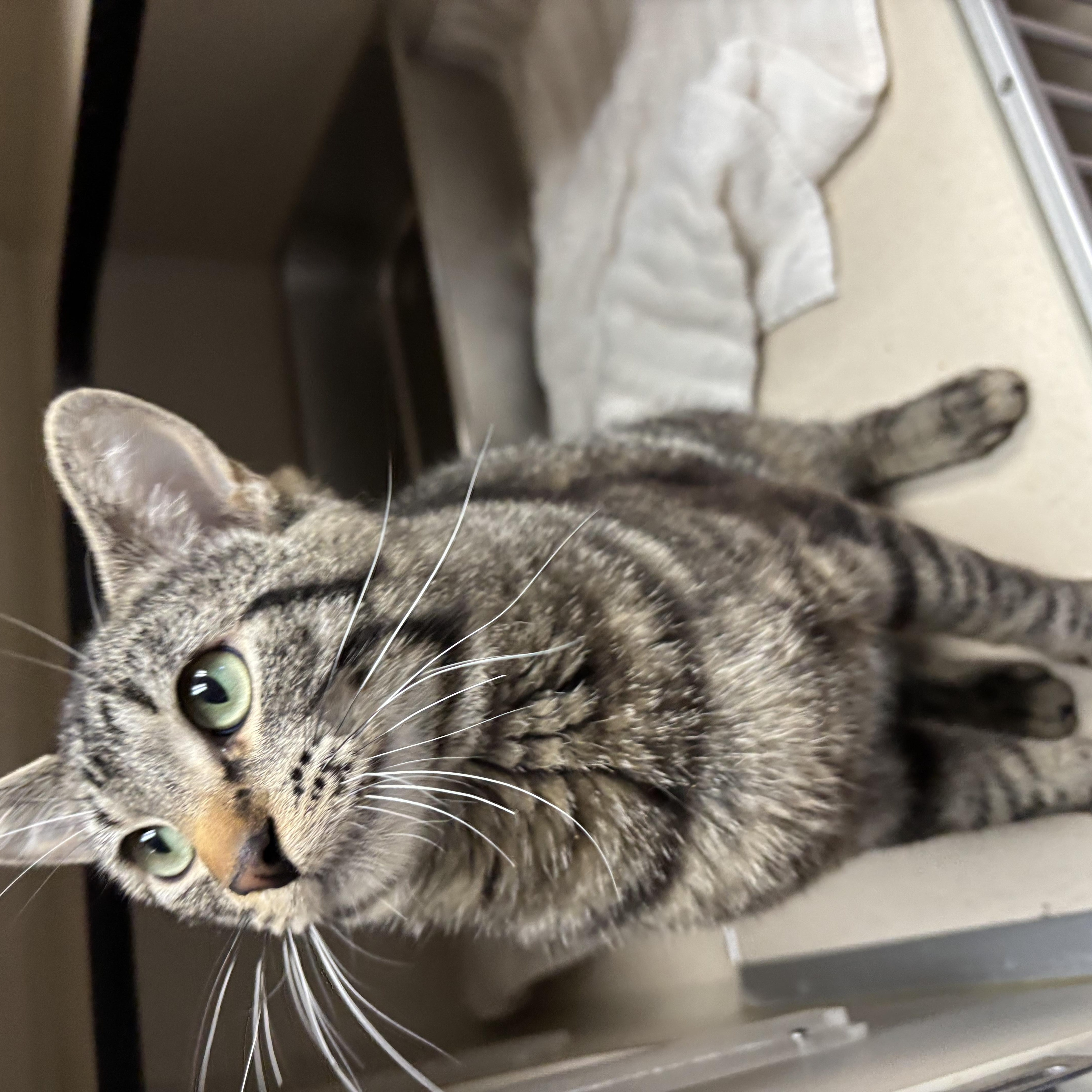Enlarge Bandit, a ADOPTABLE Domestic Short Hair in Steamboat Springs, CO image 2/2