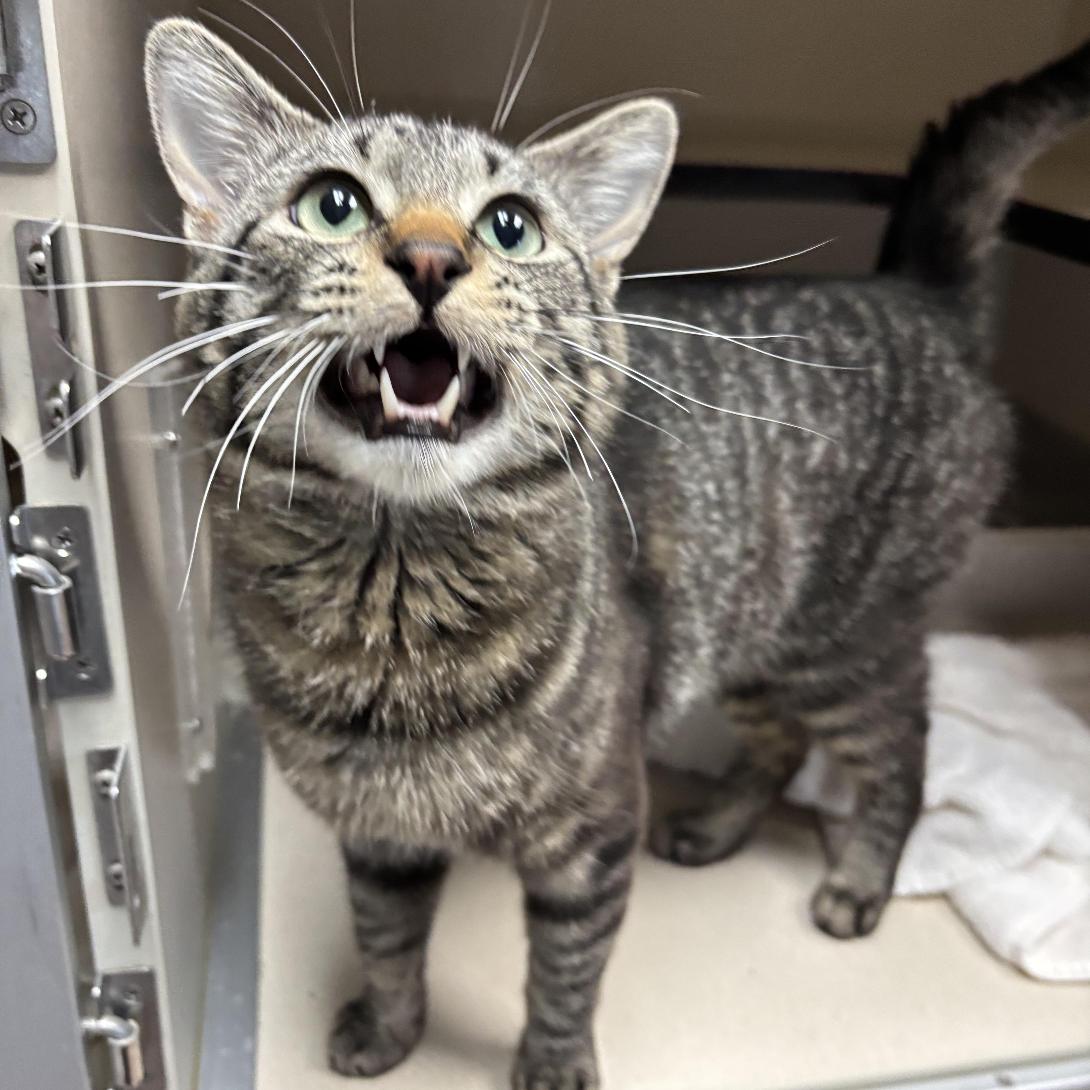Enlarge Bandit, a ADOPTABLE Domestic Short Hair in Steamboat Springs, CO image 1/2