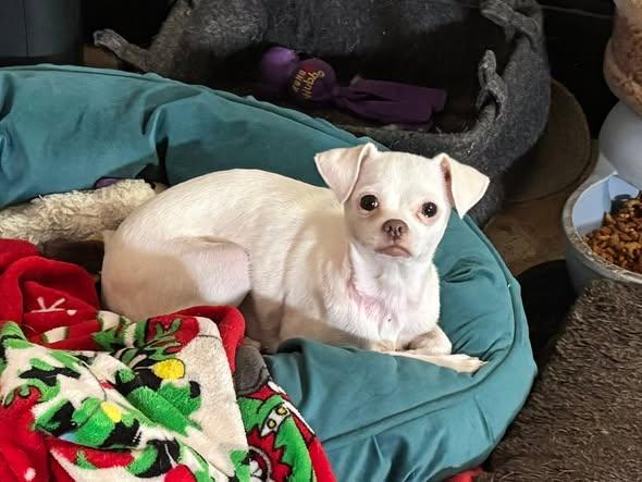 Dulcea, Adoptable, Adult Female Chihuahua.