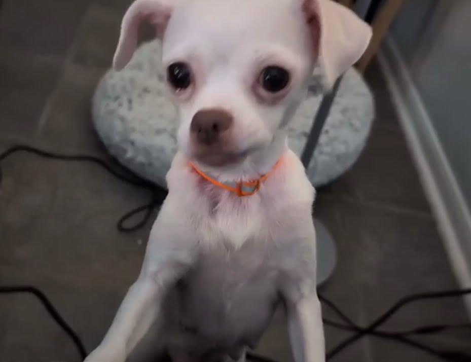 Dulcea, a Adoptable Chihuahua in Austin, TX image 2/5