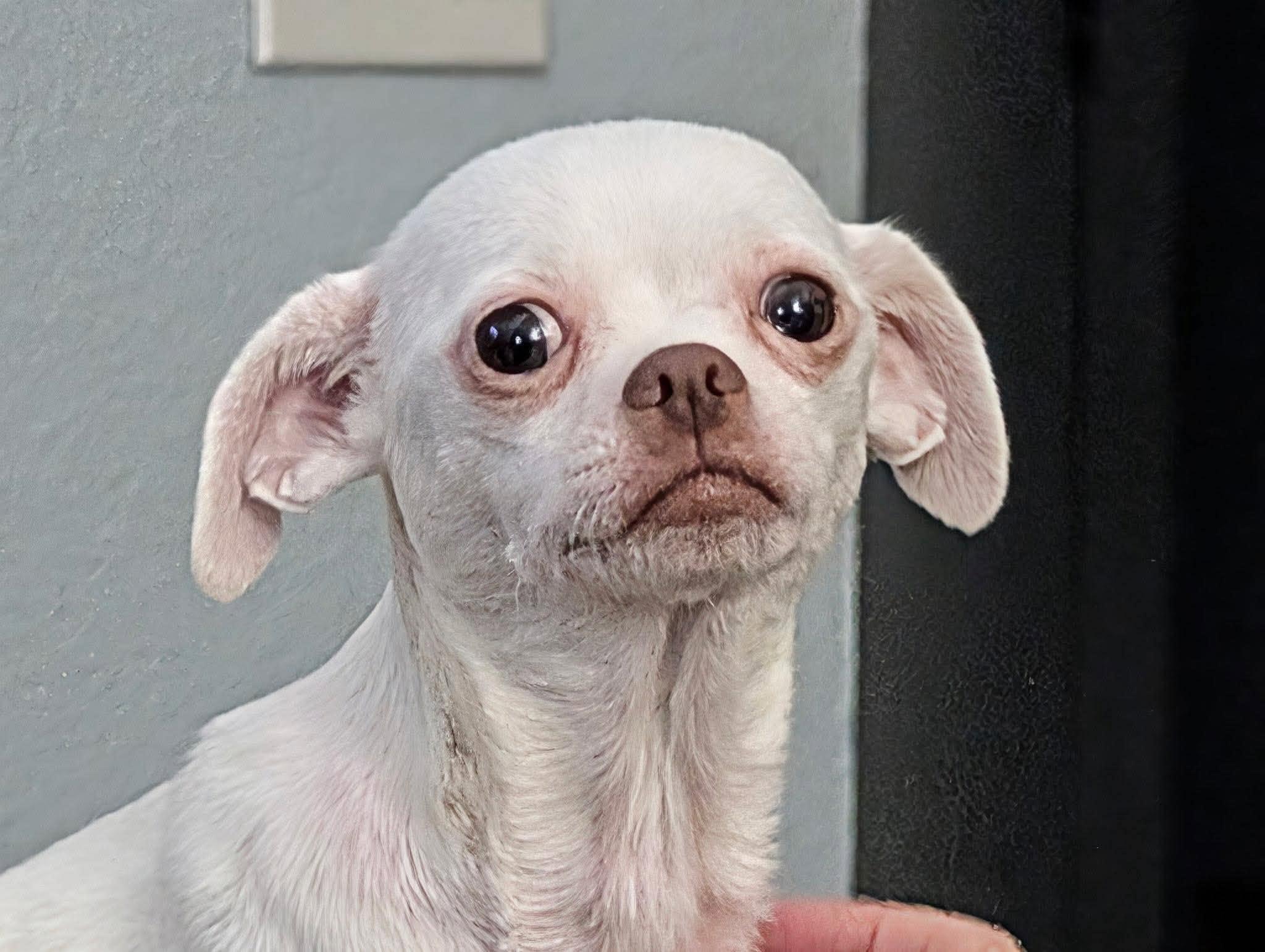 Dulcea, a Adoptable Chihuahua in Austin, TX image 3/5