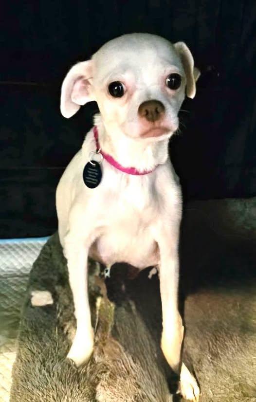 Dulcea, a Adoptable Chihuahua in Austin, TX image 4/5