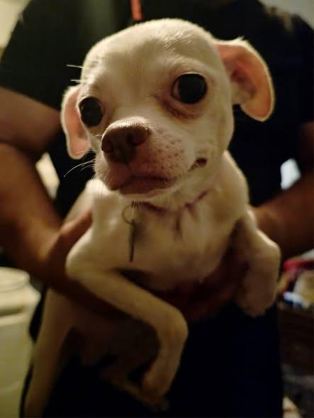 Dulcea, a Adoptable Chihuahua in Austin, TX image 5/5