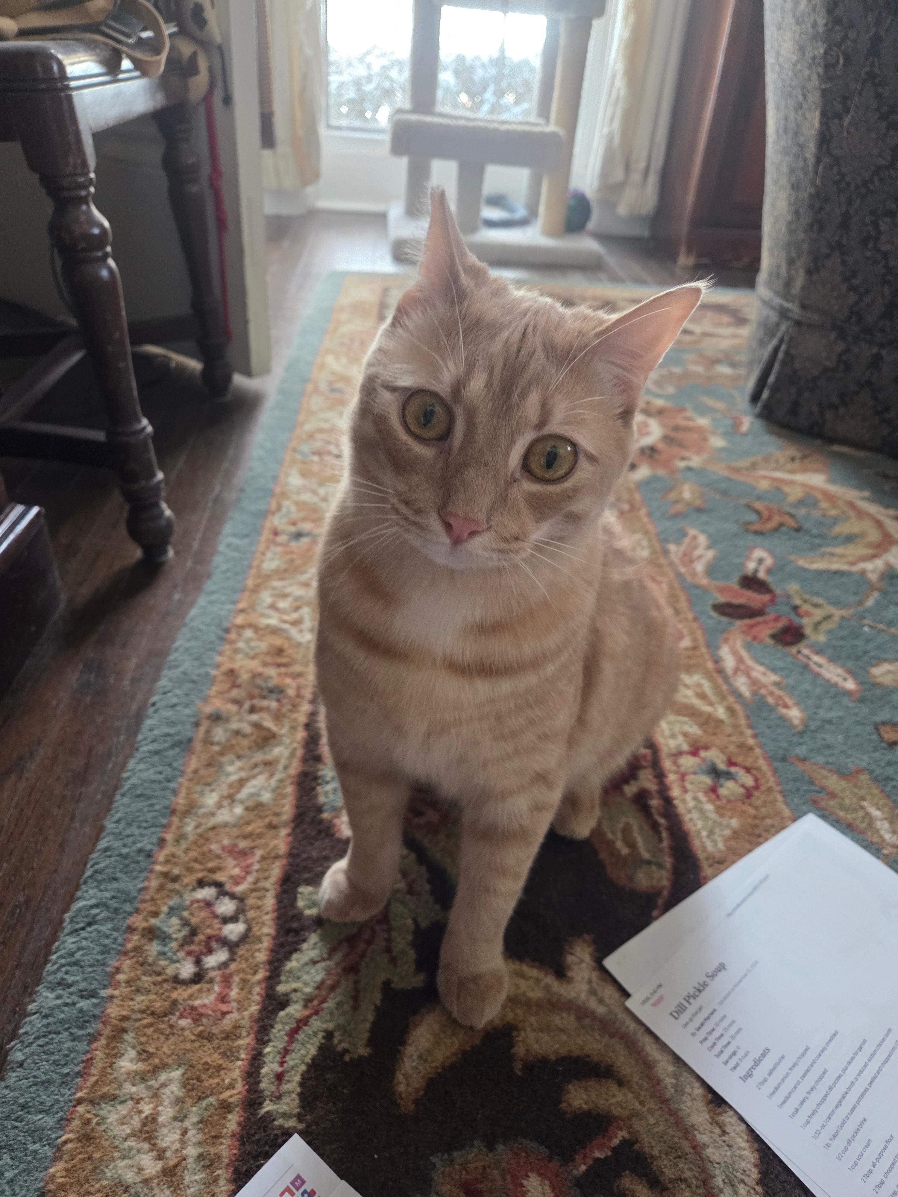 Rudy, ADOPTABLE, Adult Male Domestic Short Hair.