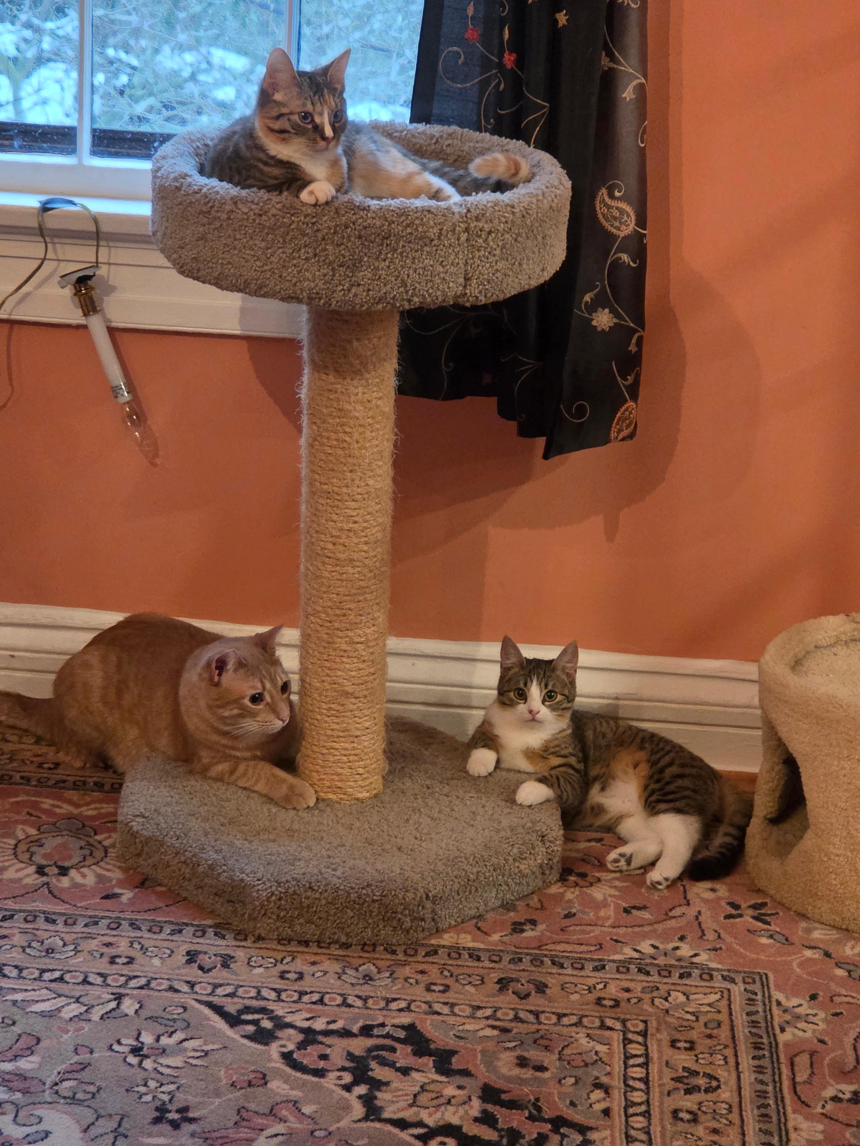 Enlarge Rudy, a ADOPTABLE Domestic Short Hair in New Britain, CT image 2/4