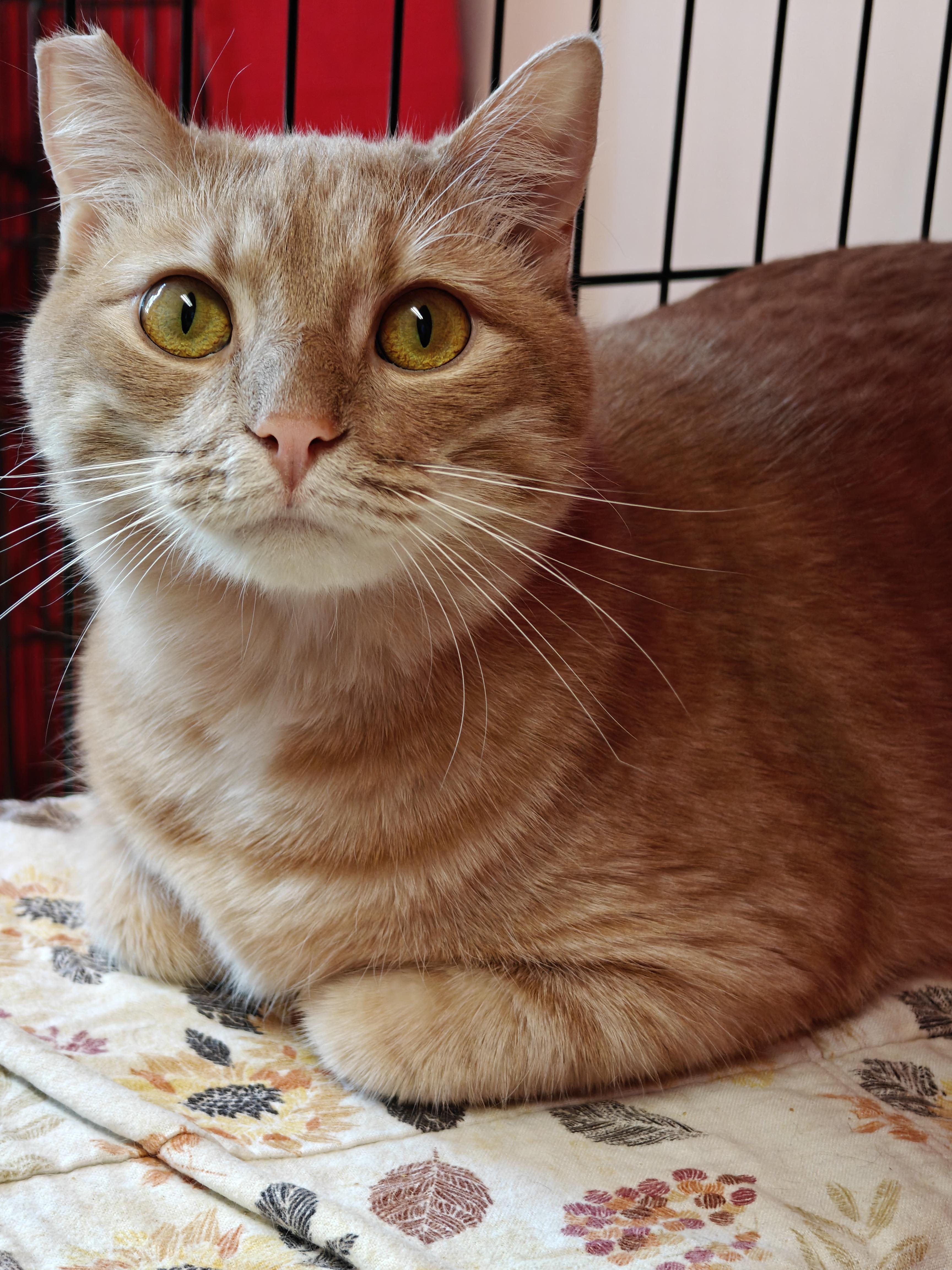 Rudy, ADOPTABLE, Adult Male Domestic Short Hair.