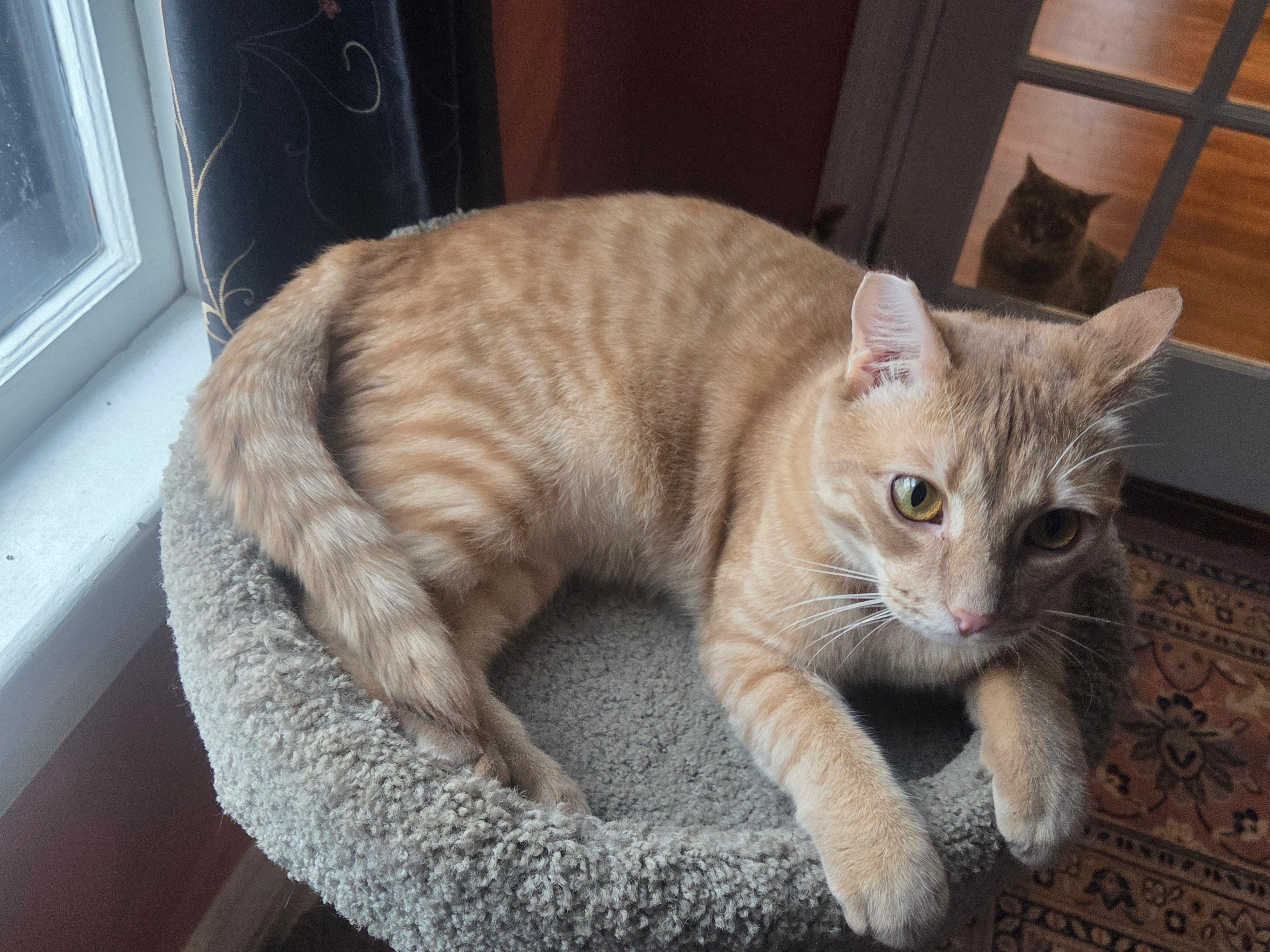 Enlarge Rudy, a ADOPTABLE Domestic Short Hair in New Britain, CT image 4/4