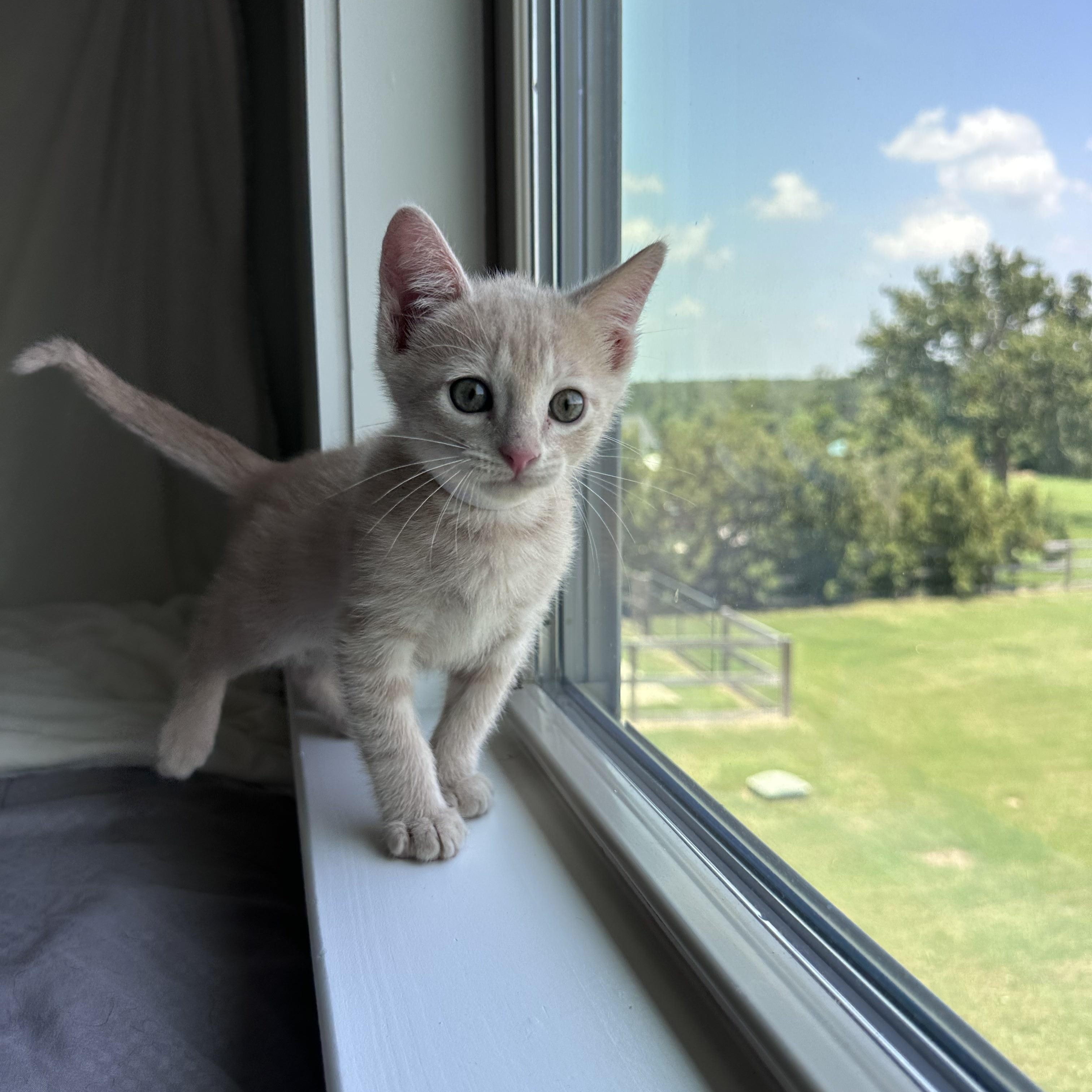 Colonel Catnip, a Adoptable Domestic Short Hair in Bryan, TX image 2/3
