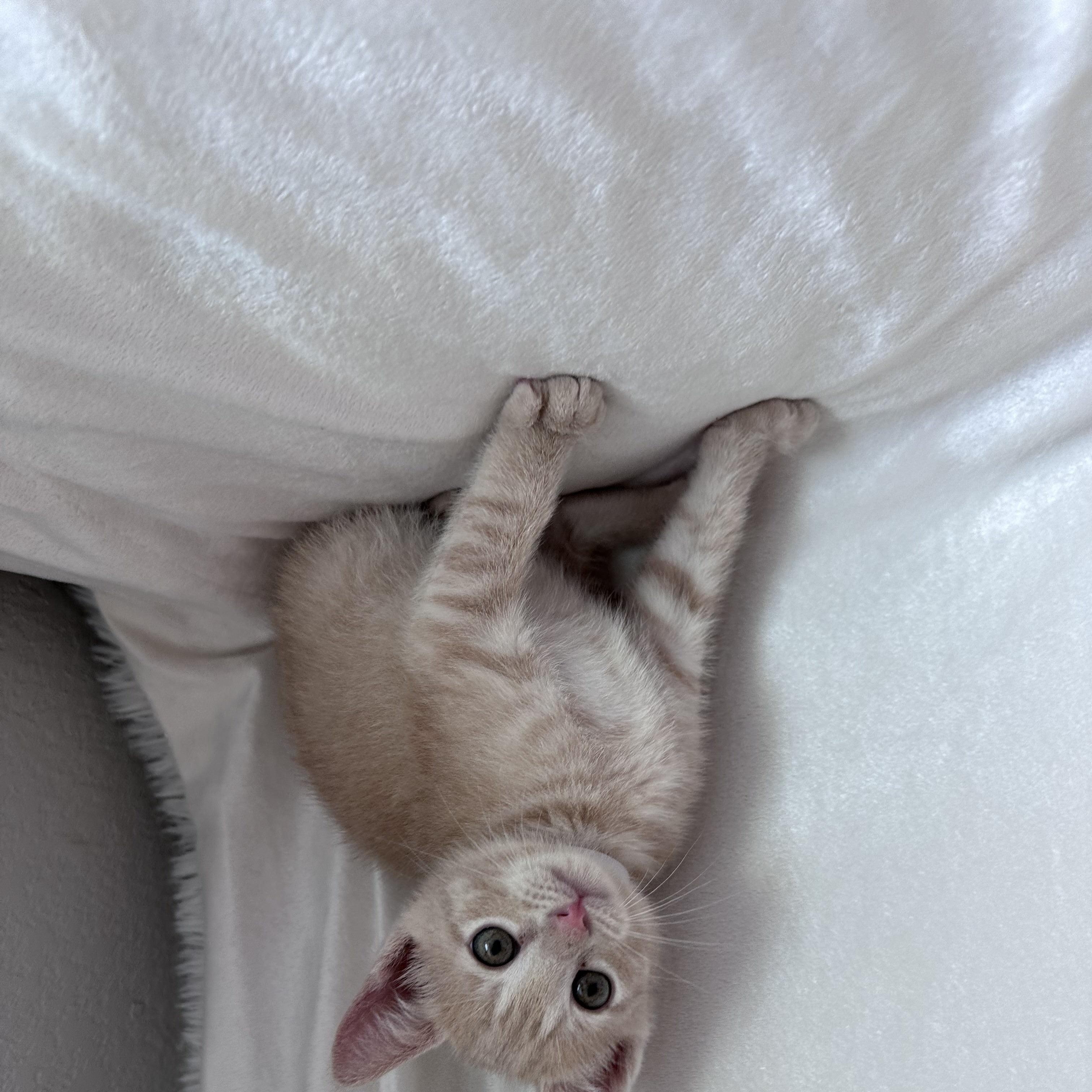 Colonel Catnip, a Adoptable Domestic Short Hair in Bryan, TX image 3/3
