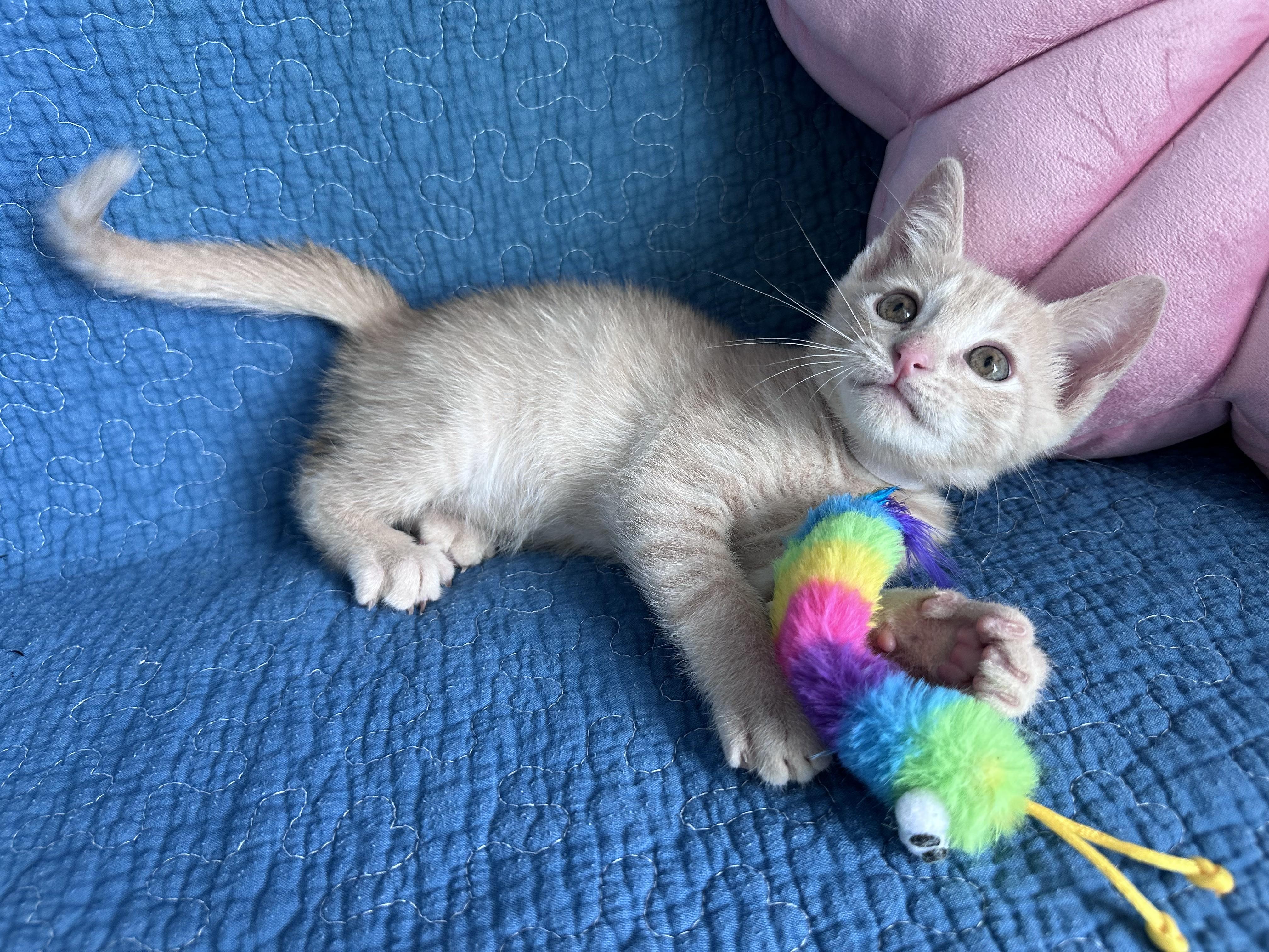 Colonel Catnip, Adoptable, Kitten Male Domestic Short Hair.