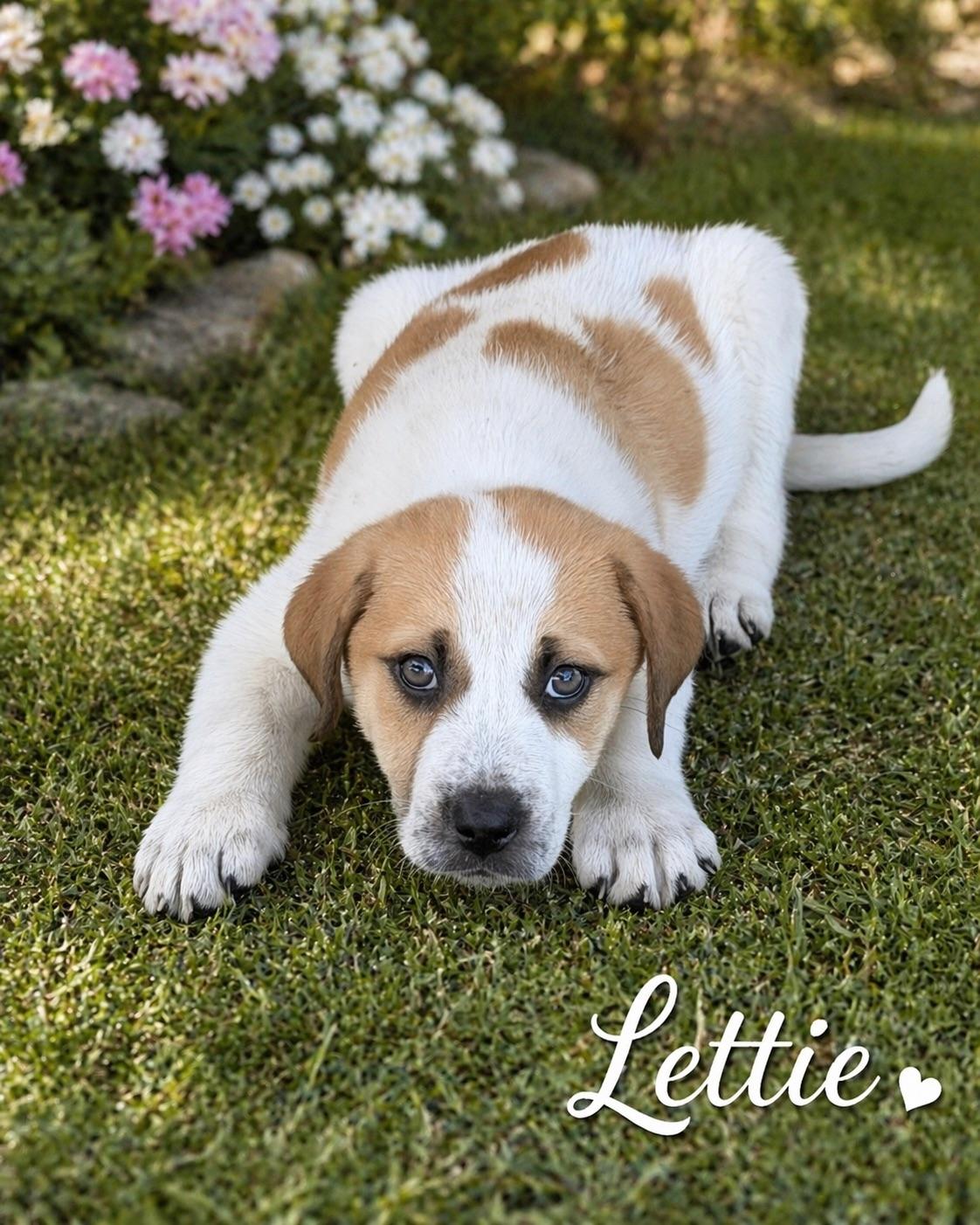 Lettie, ADOPTABLE, Young Female Great Pyrenees & Hound.