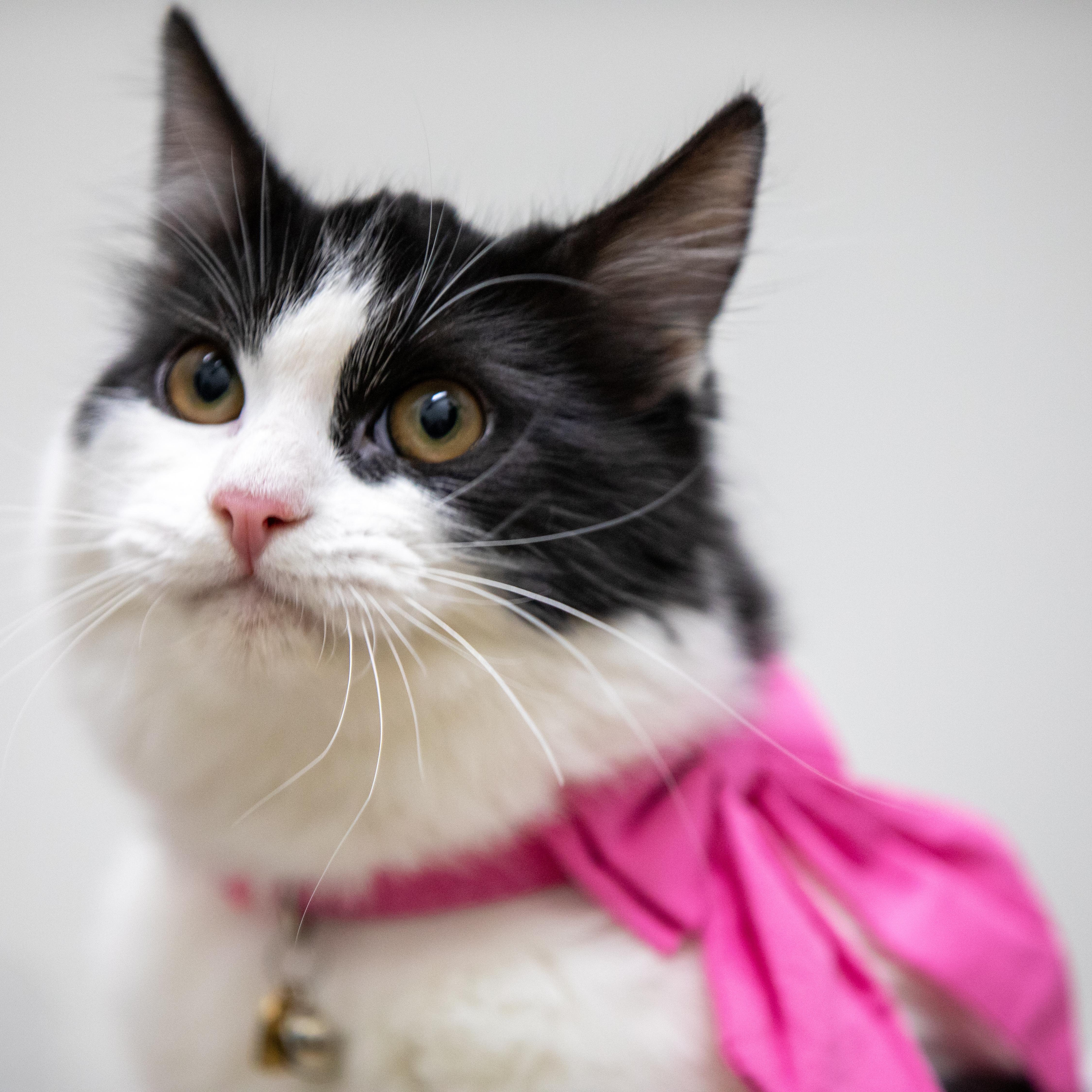 Sissani, a Adoptable Domestic Long Hair in Santa Ana, CA image 2/6