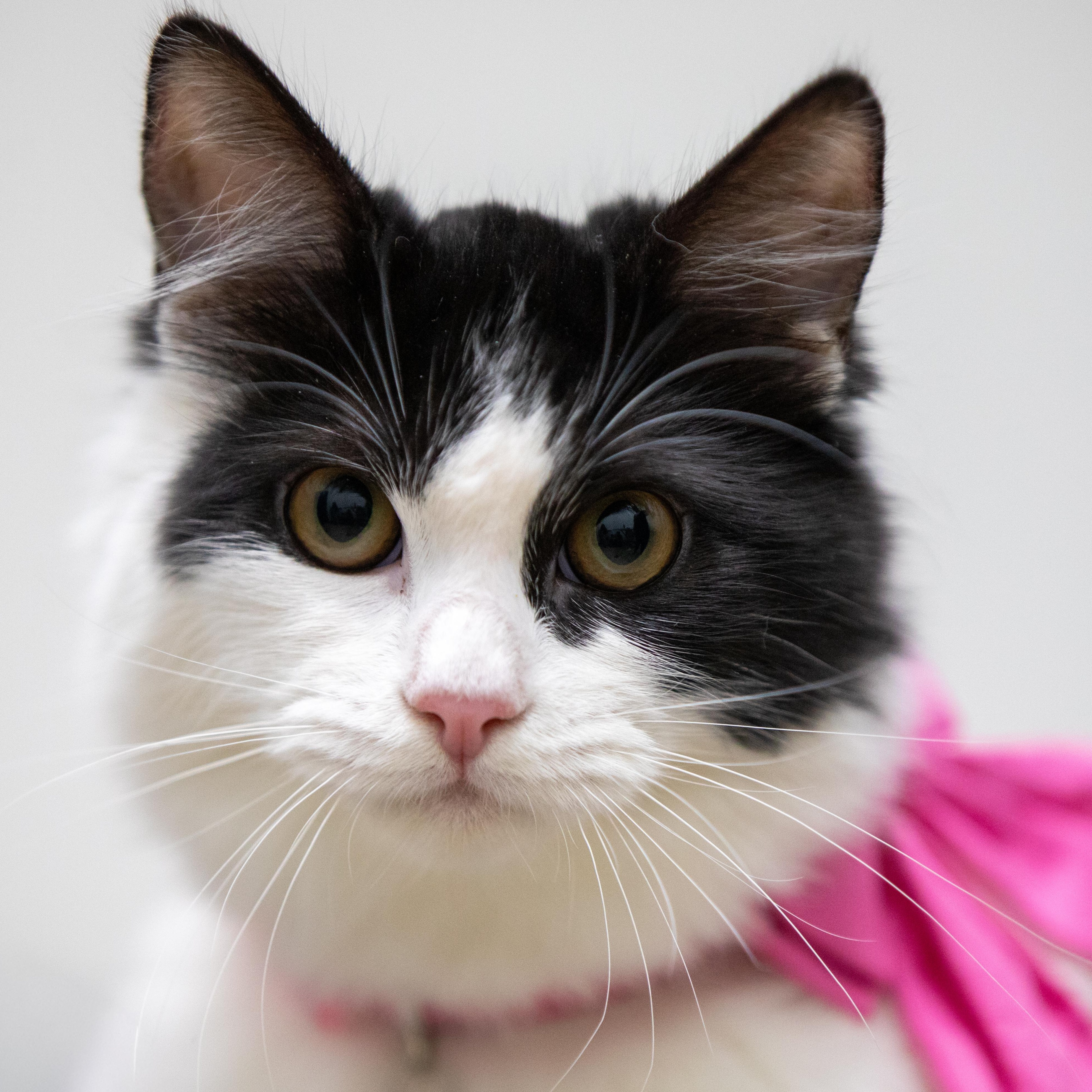 Sissani, a Adoptable Domestic Long Hair in Santa Ana, CA image 3/6