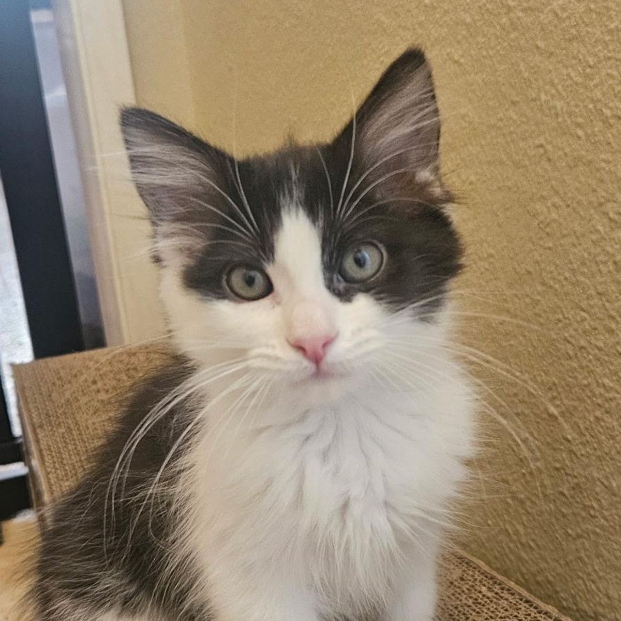 Sissani, a Adoptable Domestic Long Hair in Santa Ana, CA image 5/6