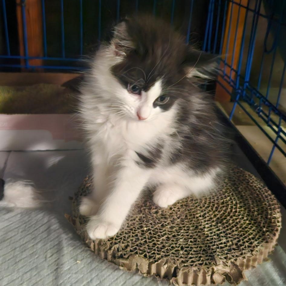 Sissani, a Adoptable Domestic Long Hair in Santa Ana, CA image 6/6