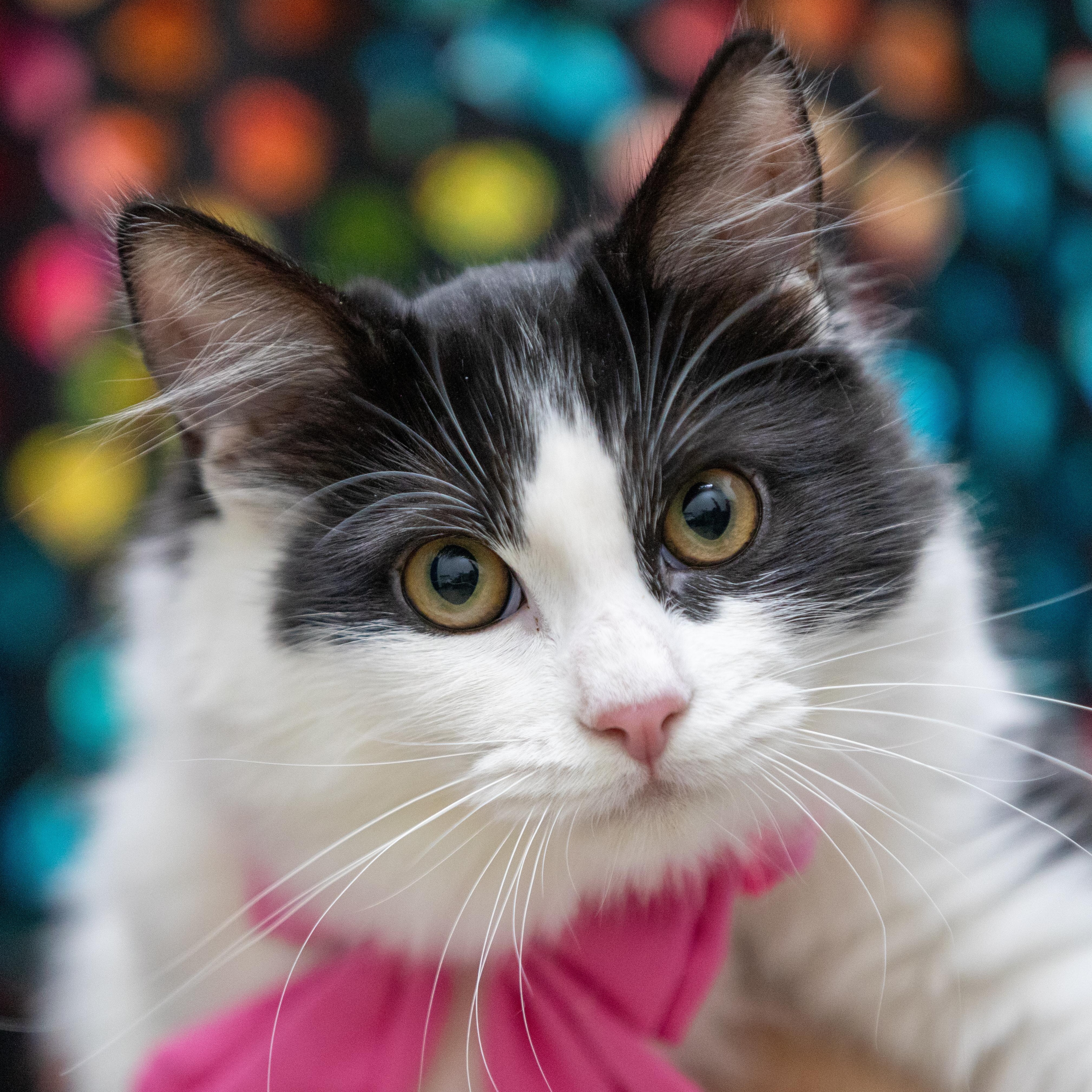 Sissani, Adoptable, Kitten Female Domestic Long Hair.