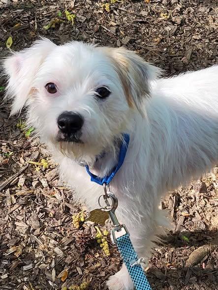 Simon, Adoptable, Adult Male Terrier & Terrier.