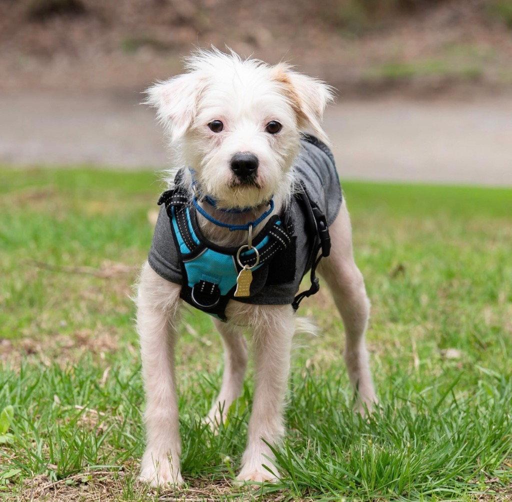 Enlarge Simon, a Adoptable mixed breed in Ellijay, GA image 2/3