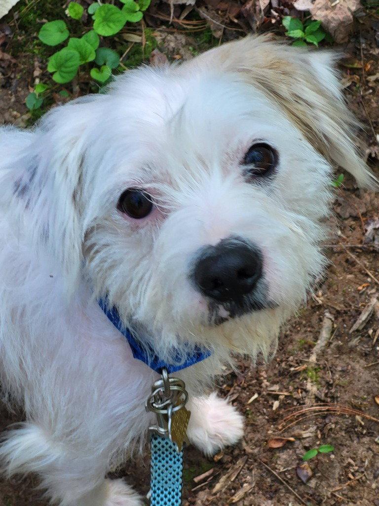 Enlarge Simon, a Adoptable mixed breed in Ellijay, GA image 3/3