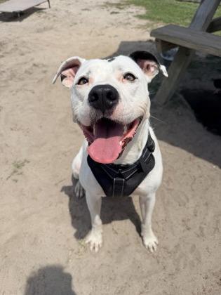 Dillon, Adoptable, Adult Male Mixed Breed & Mixed Breed.