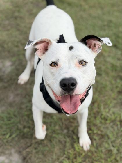 Enlarge Dillon, a Adoptable mixed breed in Manteo, NC image 2/3