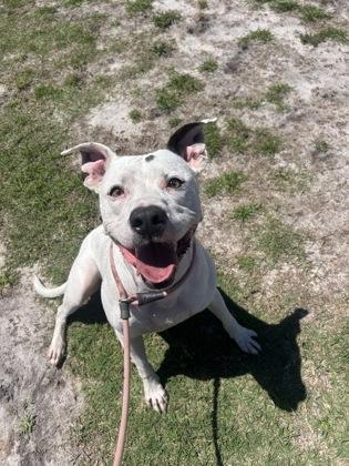 Enlarge Dillon, a Adoptable mixed breed in Manteo, NC image 3/3