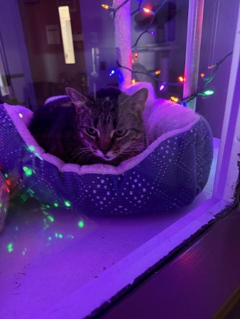 Enlarge Zelda, a Adoptable Domestic Short Hair in Rawlins, WY image 1/4