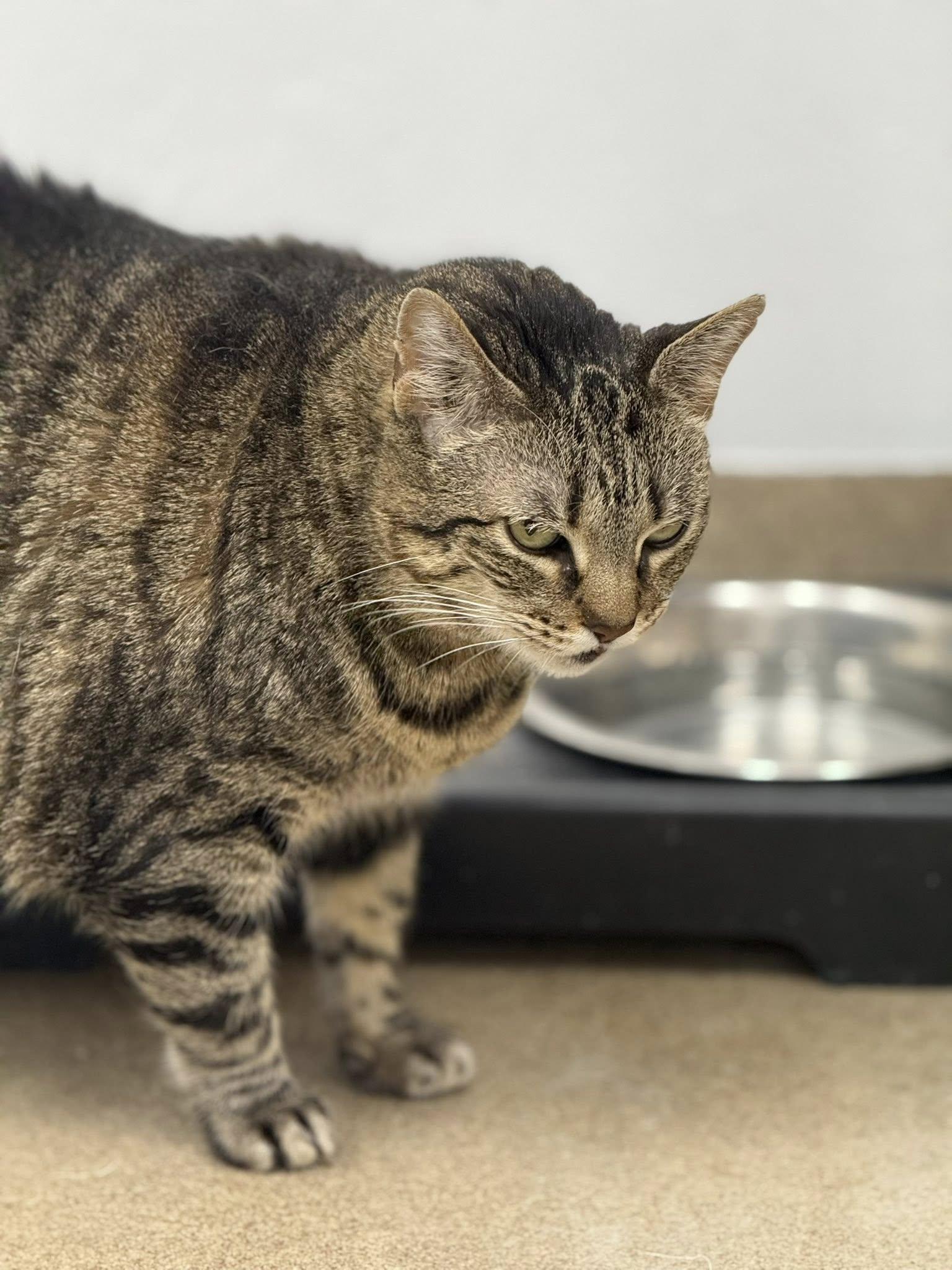 Enlarge Zelda, a Adoptable Domestic Short Hair in Rawlins, WY image 2/4