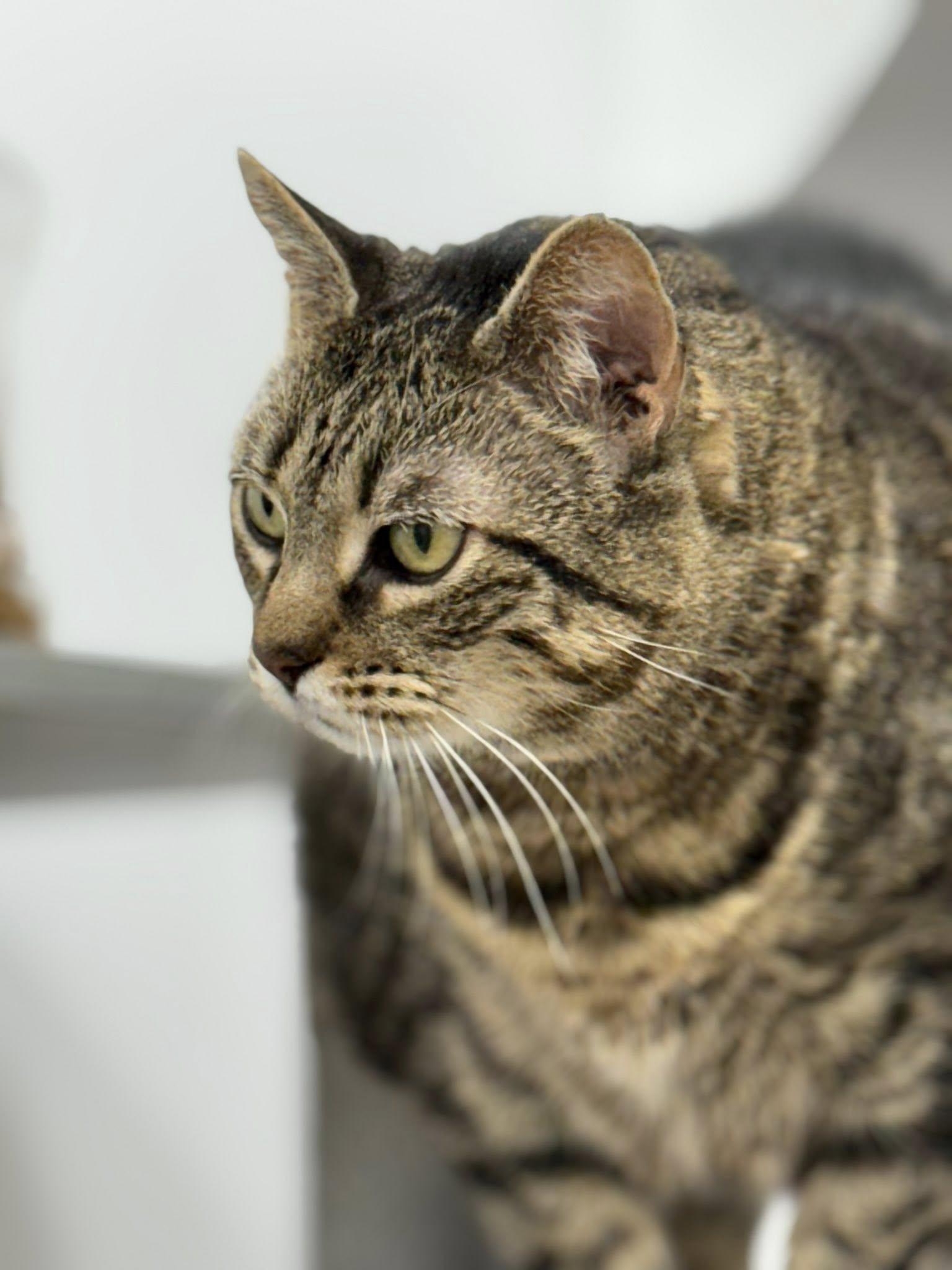 Enlarge Zelda, a Adoptable Domestic Short Hair in Rawlins, WY image 3/4