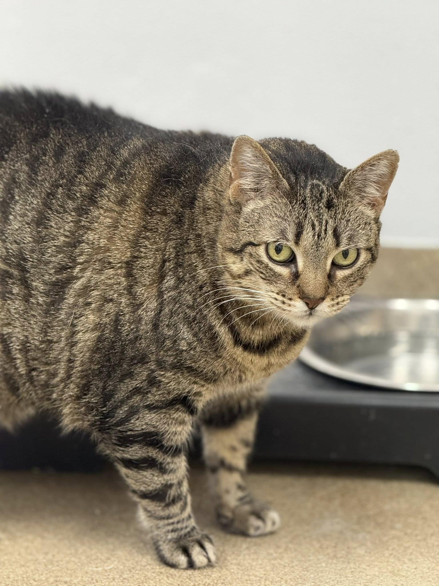 Enlarge Zelda, a Adoptable Domestic Short Hair in Rawlins, WY image 4/4