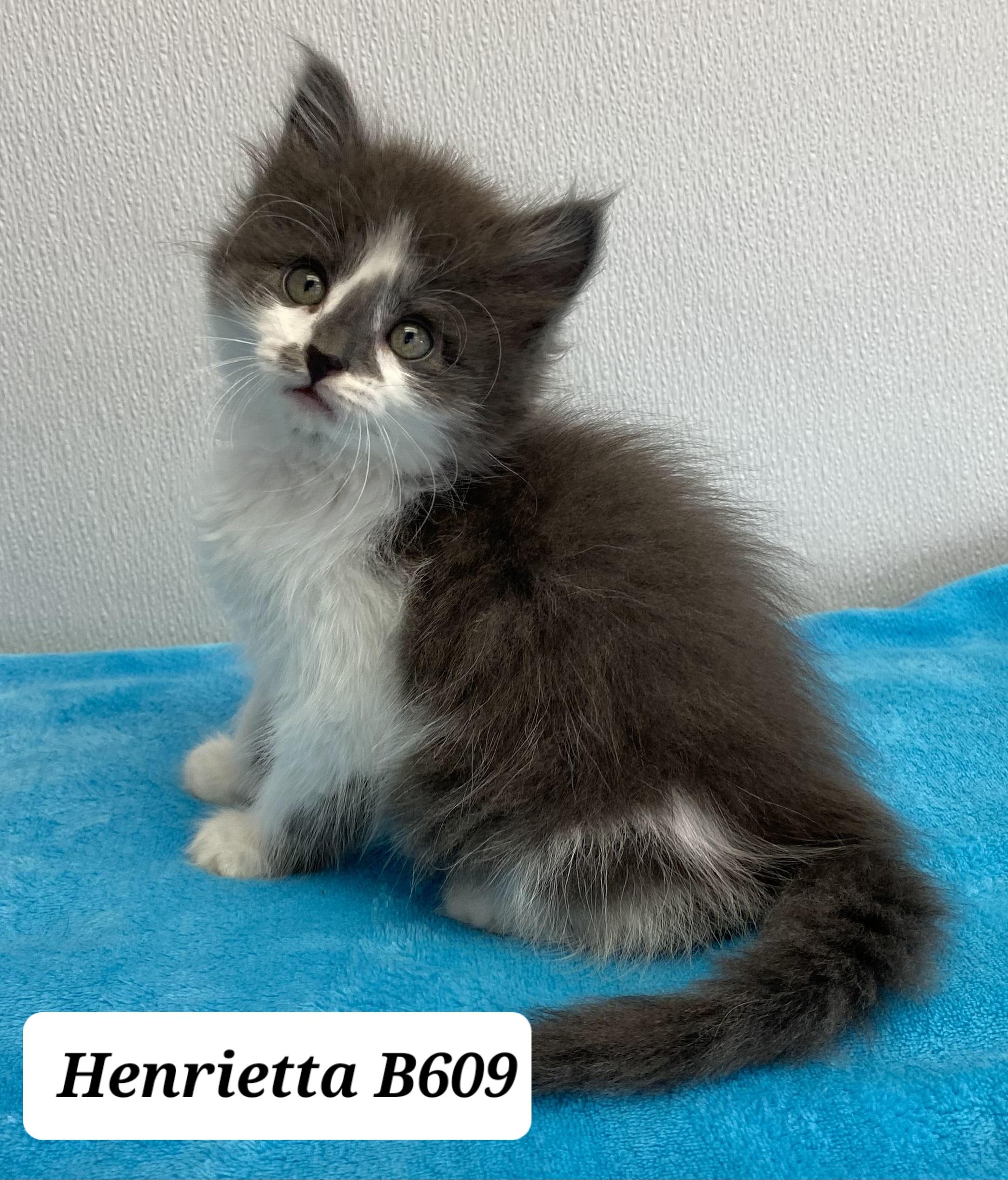 Henrietta photo 1