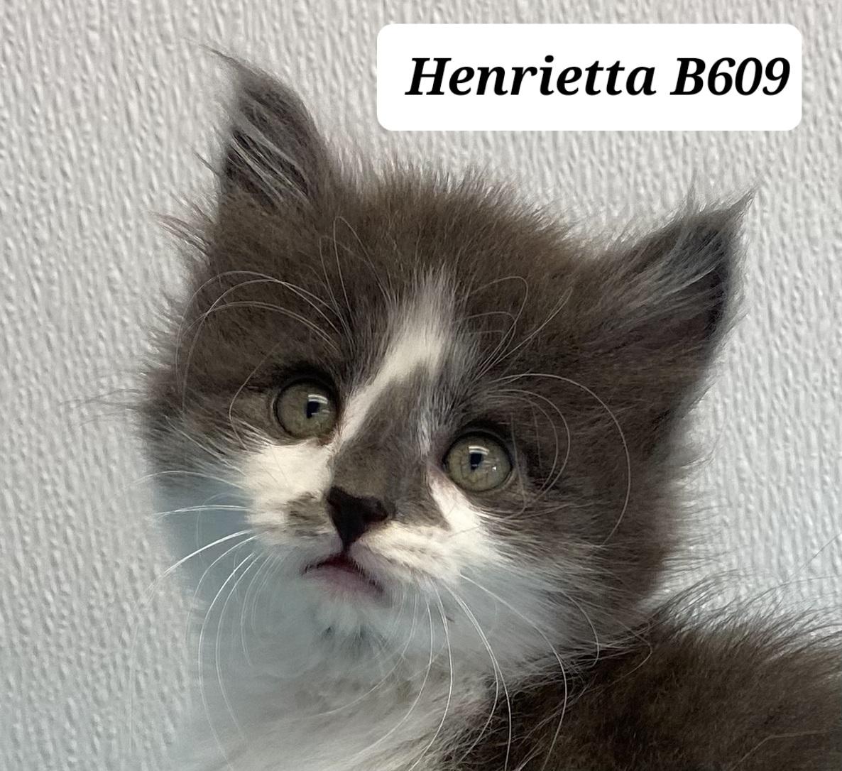 Henrietta thumbnail 2