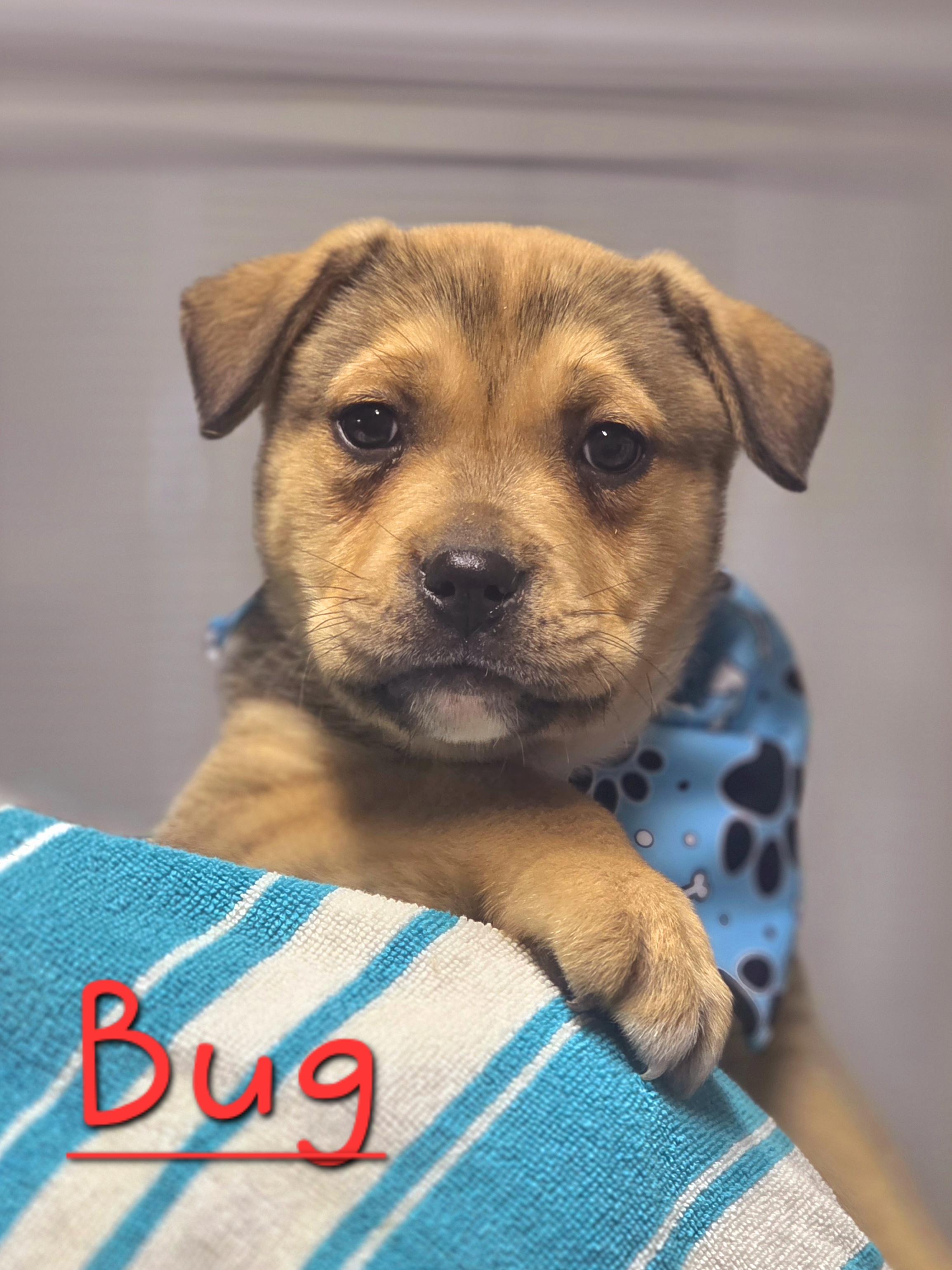 Bug, adopted, Puppy Male German Shepherd Dog & Bulldog.