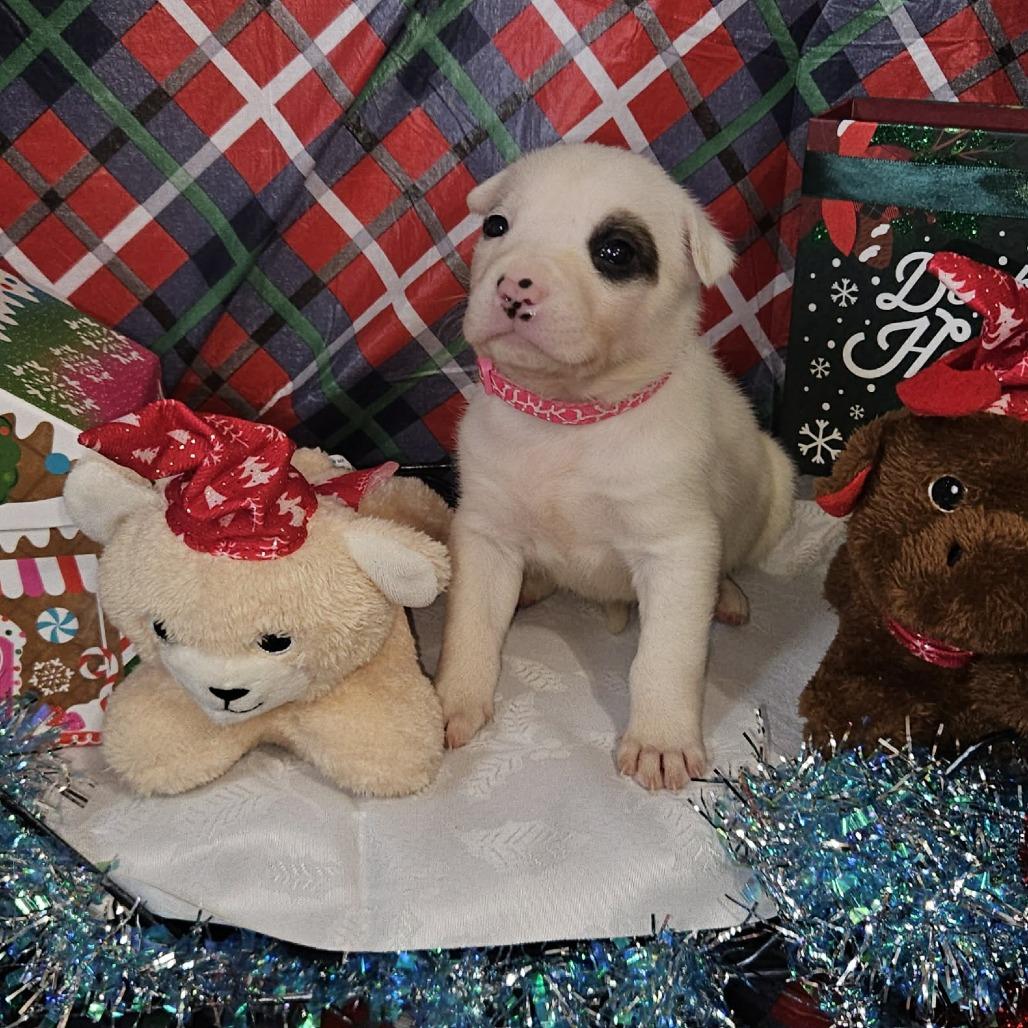 Pink Collar, Adoptable, Puppy Female Great Pyrenees & Shepherd.