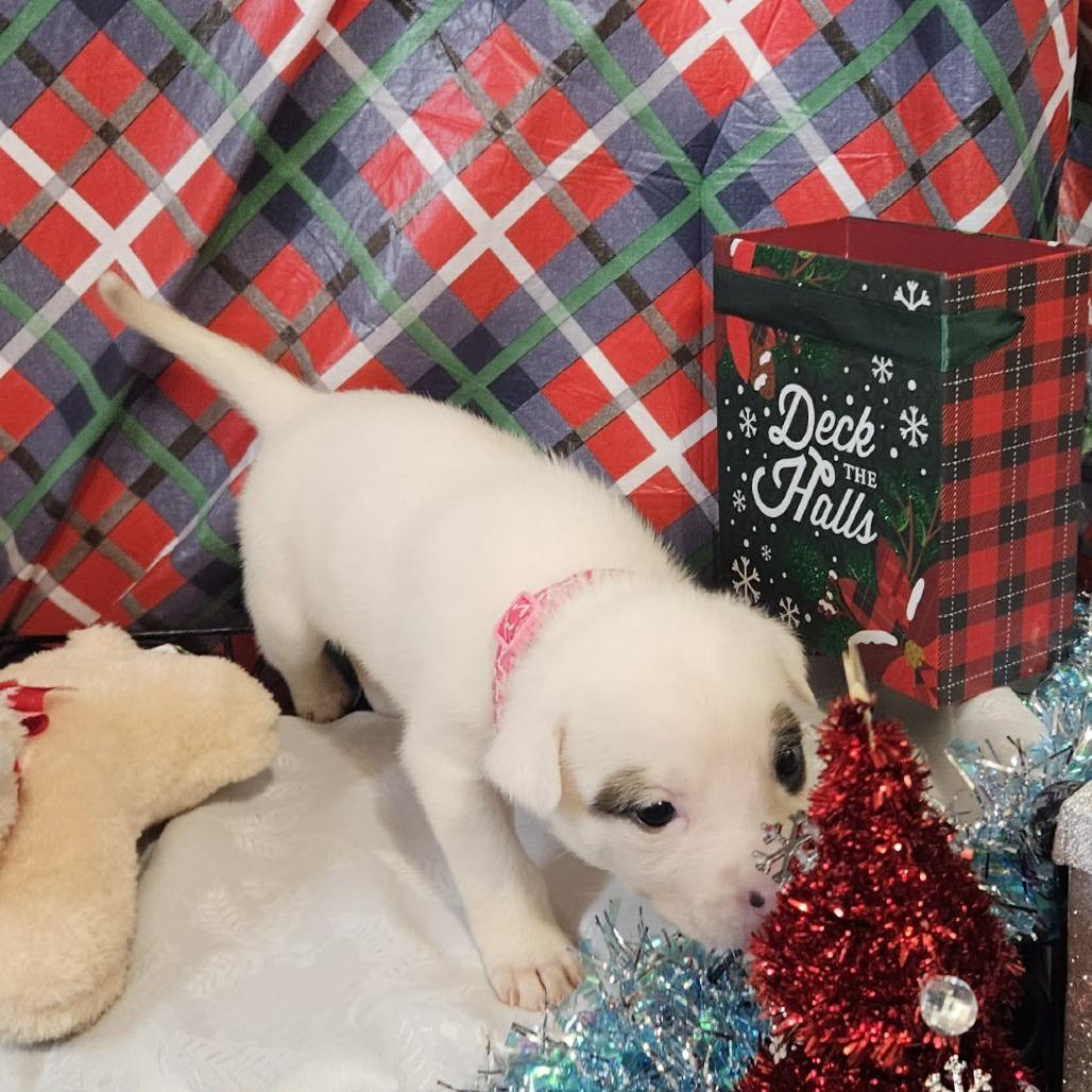 Enlarge Pink Collar, a Adoptable mixed breed in callao, VA image 2/3