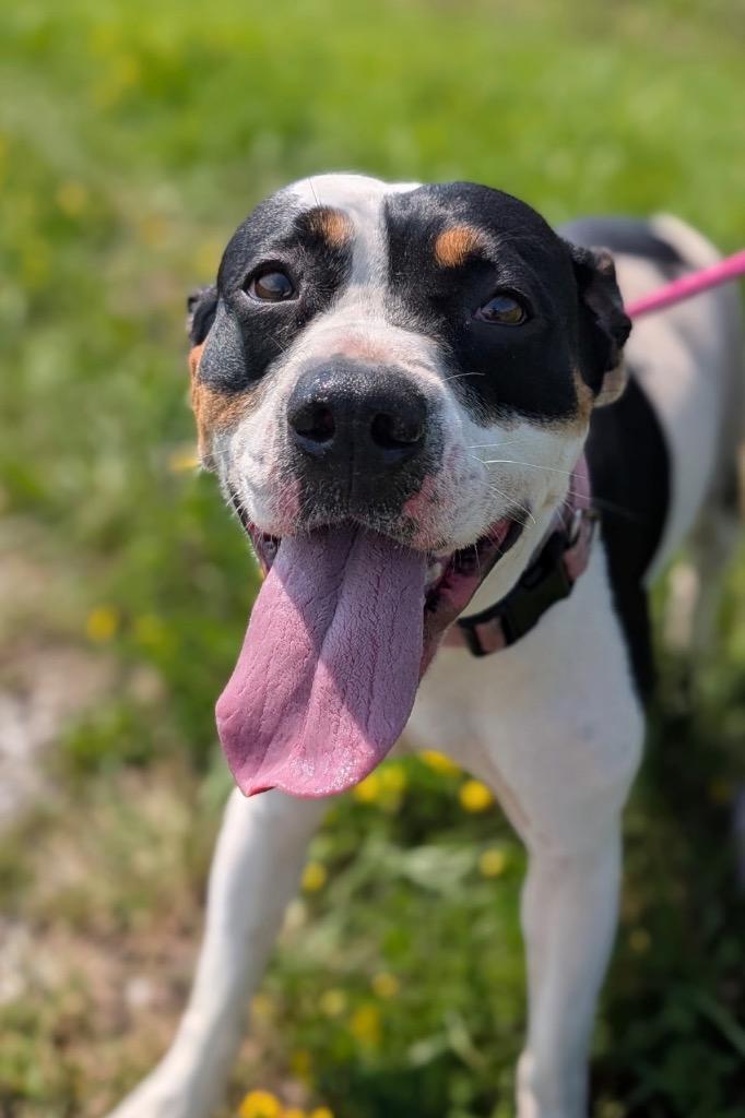 Lacey, Adoptable, Young Female Staffordshire Bull Terrier.