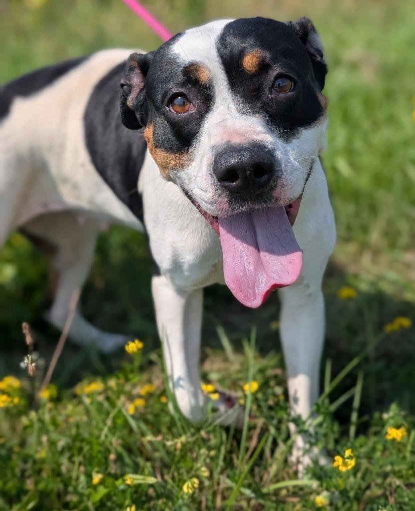 Enlarge Lacey, a Adoptable mixed breed in Defiance, OH image 2/4