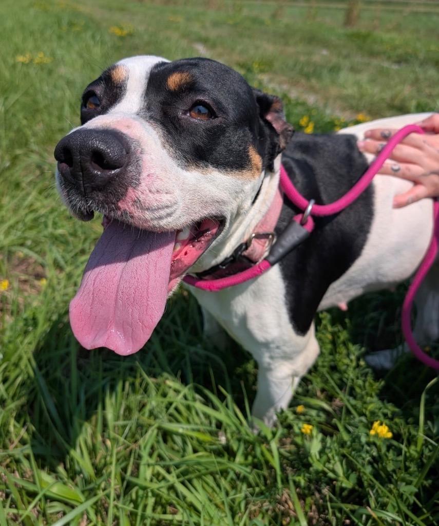 Enlarge Lacey, a Adoptable mixed breed in Defiance, OH image 3/4