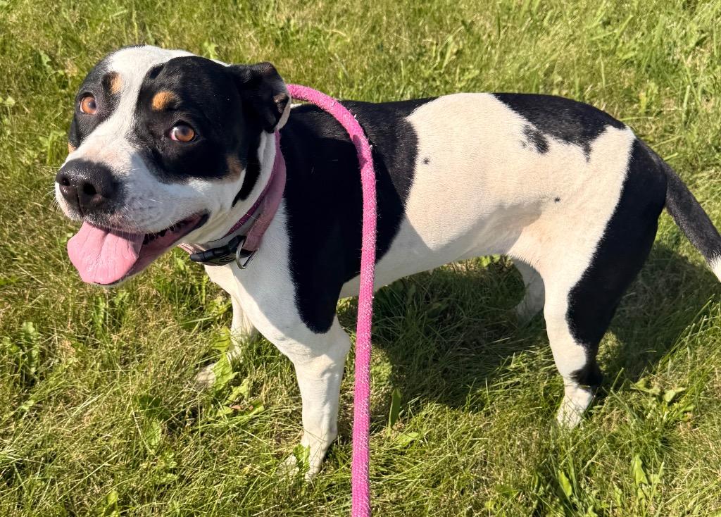 Enlarge Lacey, a Adoptable mixed breed in Defiance, OH image 4/4