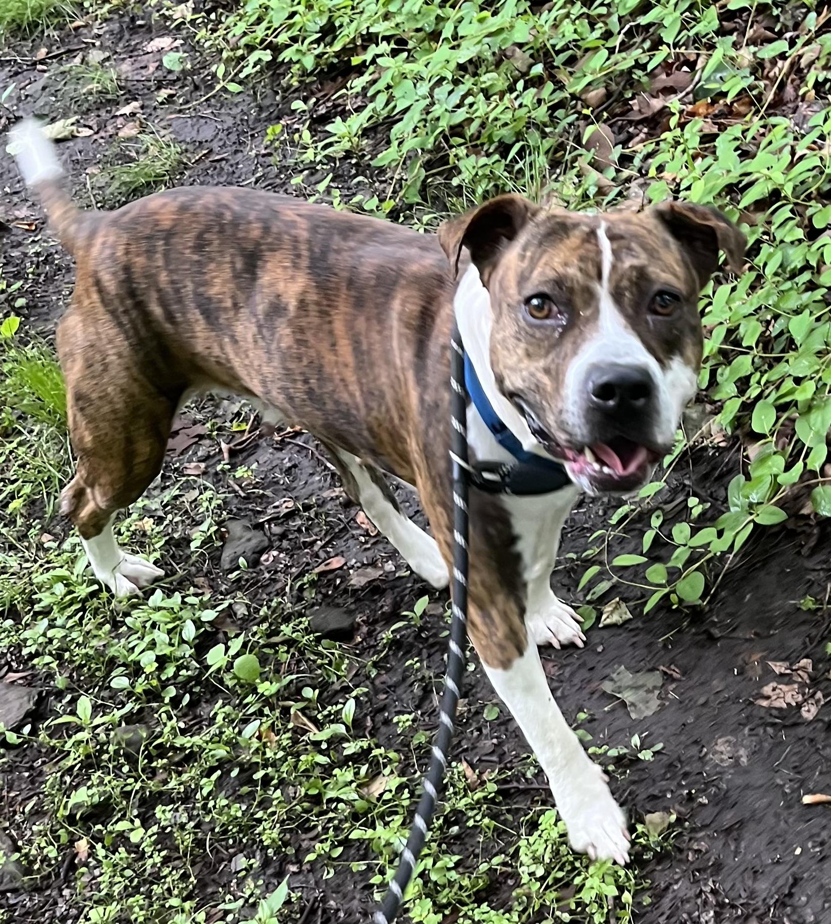 Laney, a ADOPTABLE Mixed Breed in McKeesport, PA image 1/6