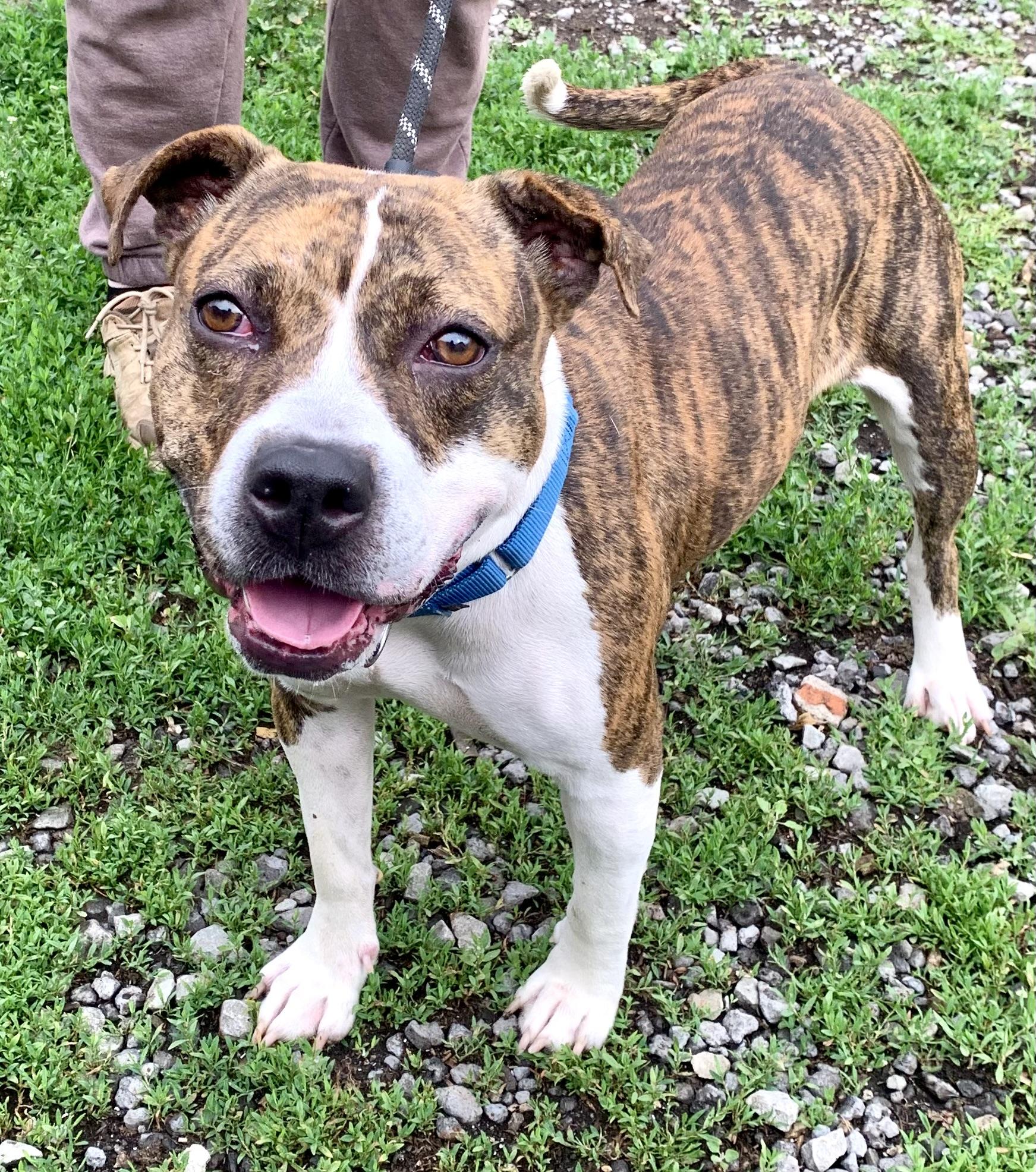 Laney, a ADOPTABLE Mixed Breed in McKeesport, PA image 3/6