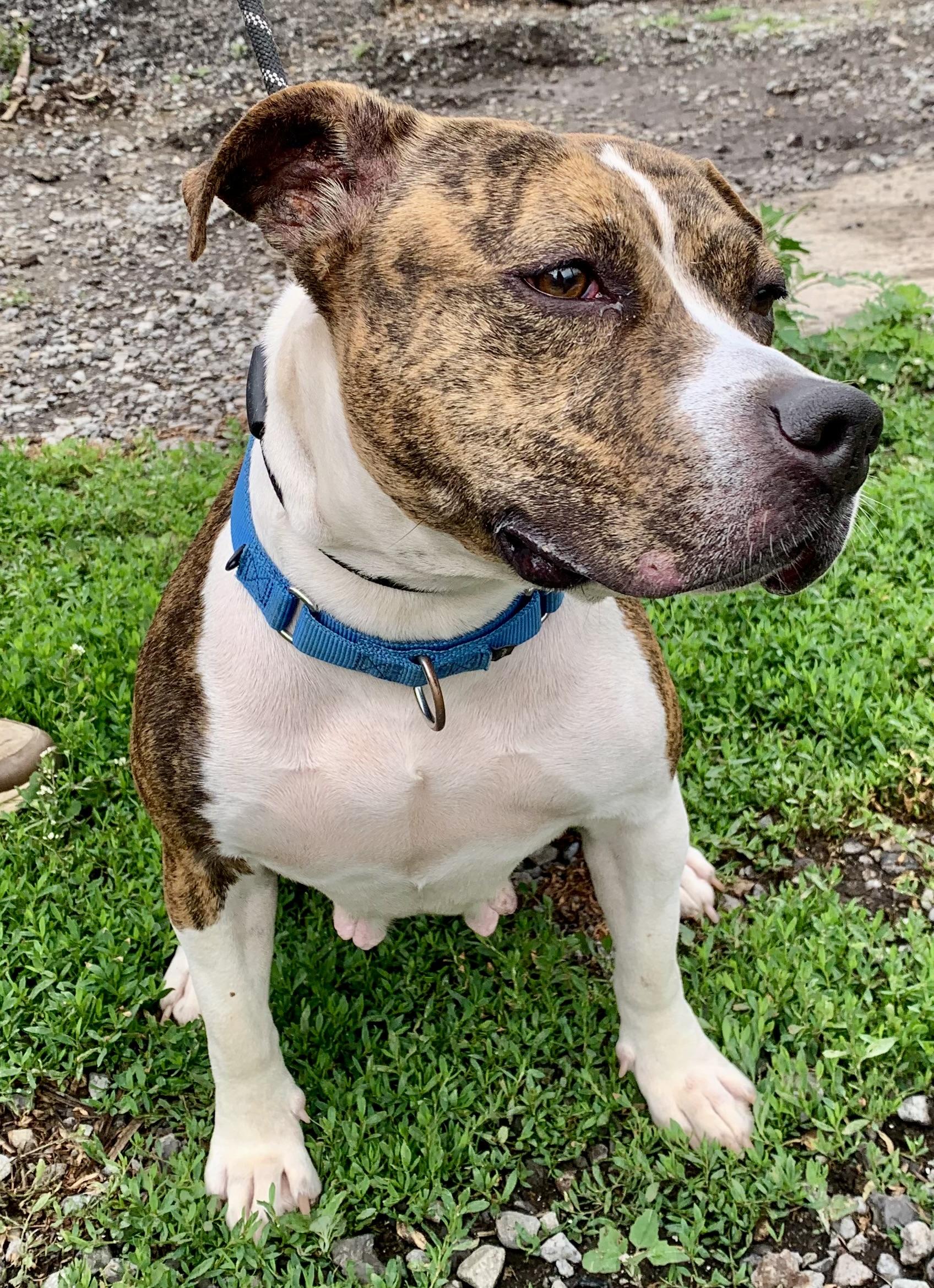 Laney, a ADOPTABLE Mixed Breed in McKeesport, PA image 6/6